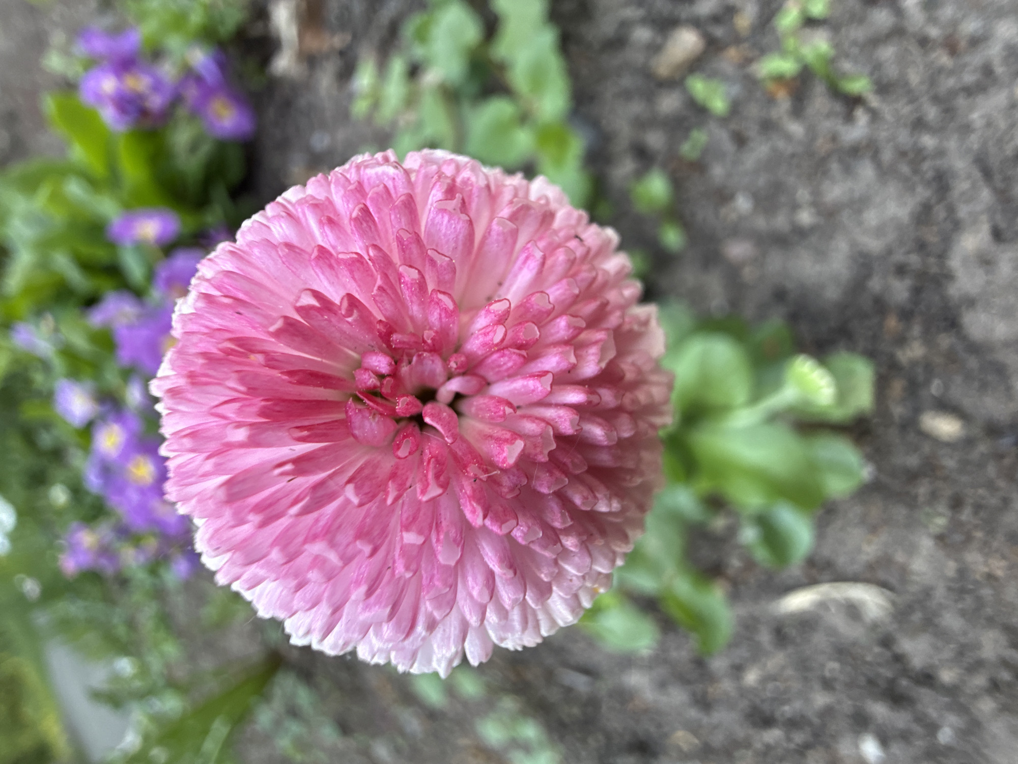 A close-up, high-angle shot depicts a pink pompom-shaped flower with tightly packed petals, situated in a garden bed. The flower's petals are a gradient of pink, deepening towards the center and fading to white at the edges. Some purple flowers are blurred in the background to the left, indicating they are out of focus. Green foliage surrounds the pink flower. The background is mostly a neutral grey tone, possibly concrete or bare earth. The location cannot be ascertained from the image. No people, subjects or interactions are observable.