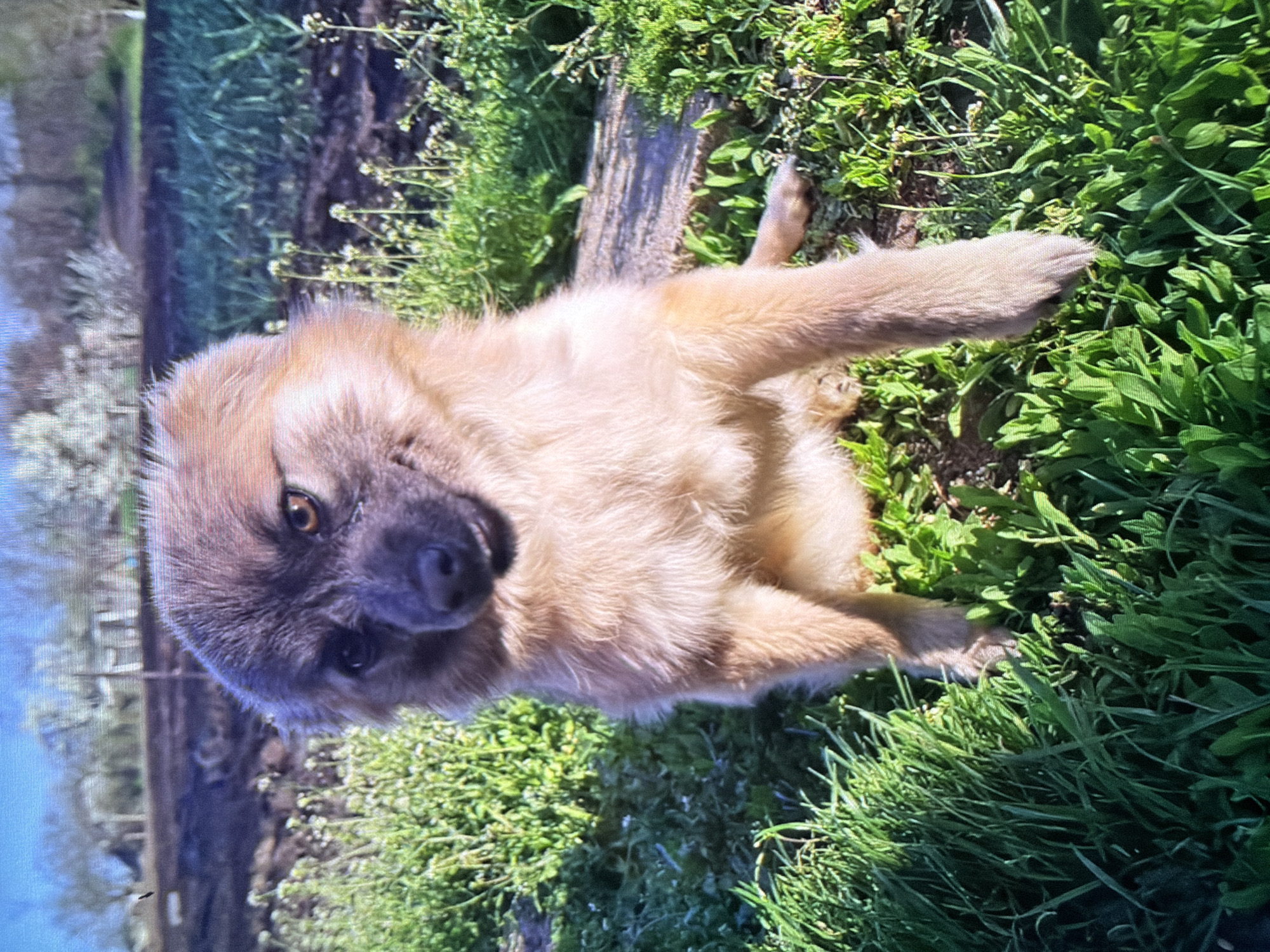 A light-brown puppy with dark markings around its eyes and nose lies on its back in lush green grass. Its front paws are extended, with one paw touching the grass to its right. The puppy's head is tilted upwards, and its eyes are open, looking towards the camera. The background consists of more greenery, with some dry soil and a log visible behind the puppy. The lighting suggests it is daytime, with the sun casting shadows and highlighting the textures of the grass and the puppy's fur. The overall scene is peaceful and natural, likely an outdoor setting.