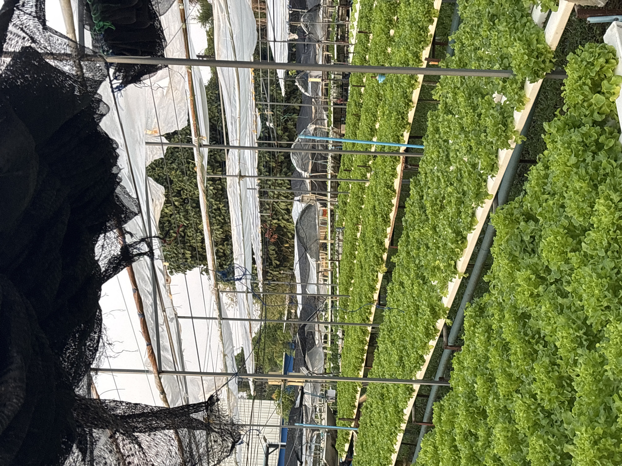 The image shows an indoor hydroponic farm located in Choeng Thale, Thailand. Rows of light green, leafy lettuce are grown in elevated white troughs, supported by metal frames. A network of blue pipes runs above the troughs, likely for irrigation. The structure is covered by a combination of white plastic sheets and black netting, possibly for temperature and light control. Trees are visible in the background. The image is taken from within the structure, looking down the rows of lettuce.