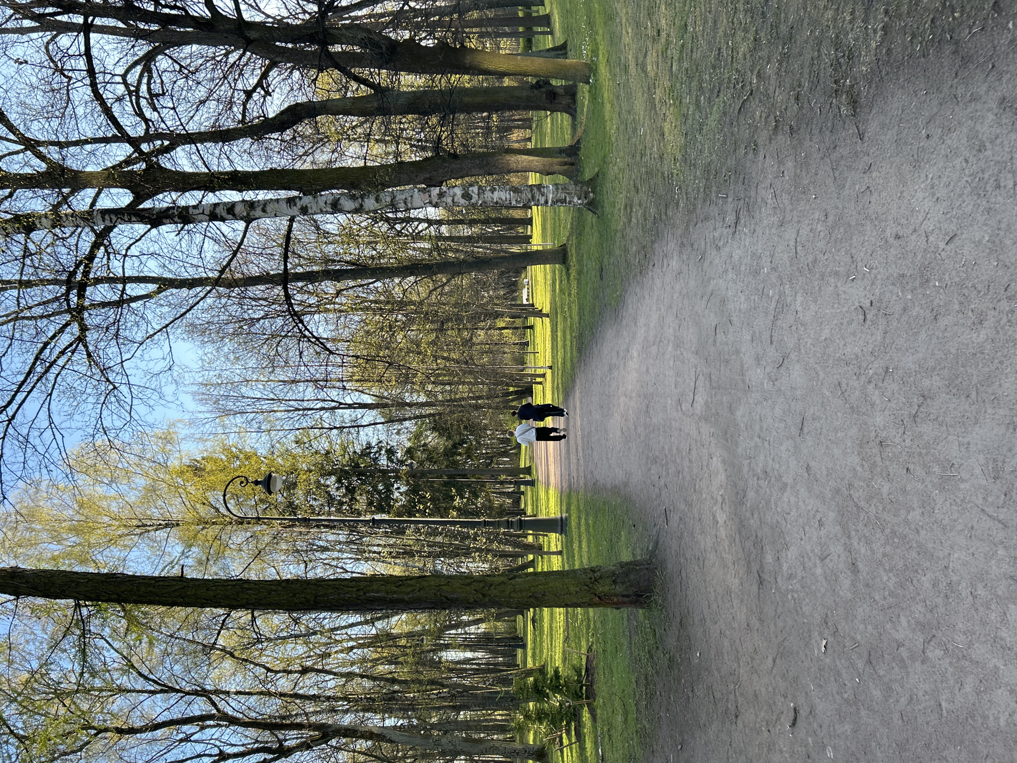 The image depicts a park in Saint Petersburg, Russia. A wide, unpaved path stretches into the distance, flanked on either side by rows of bare trees with some exhibiting early signs of spring foliage. The grass adjacent to the path is green, indicating a temperate climate. Two individuals are walking away from the viewer along the path. There are occasional lampposts along the sides of the path. The sky is visible through the tree branches, appearing blue and mostly clear.