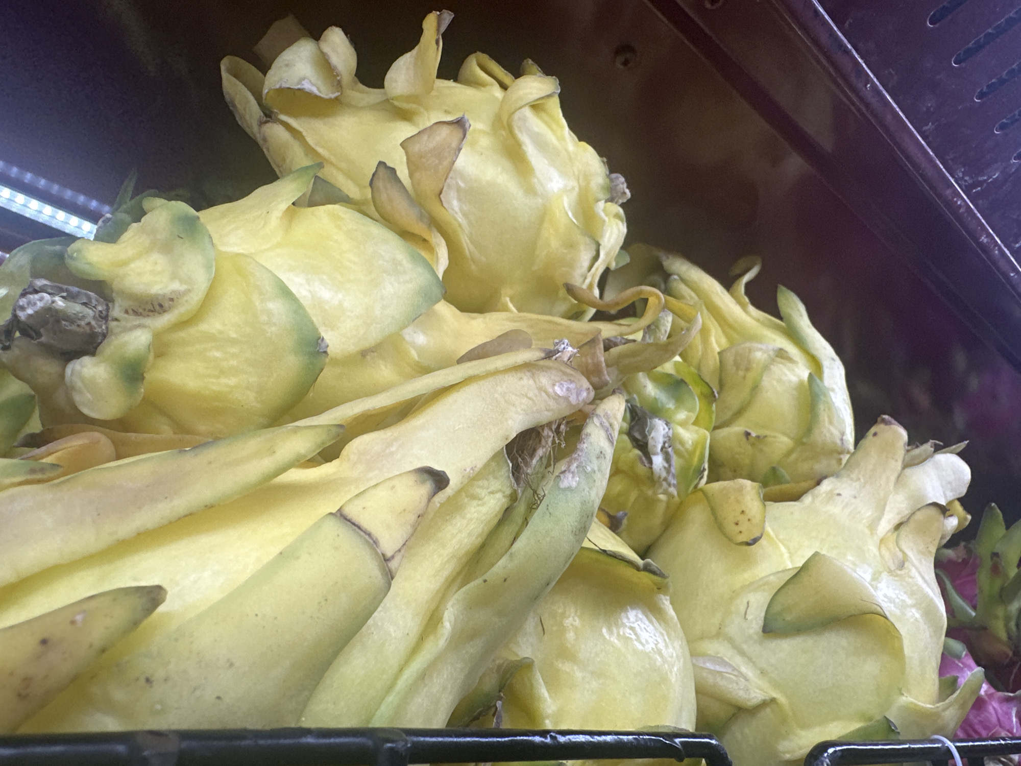 The image shows a pile of yellow dragon fruits in a black wire basket, possibly on a shelf in a store or market. The fruits are pale yellow with green-tipped scales or bracts. Some of the scales show signs of browning or bruising. The location is stated as Bac Nha Trang Ward, Vietnam, though this is not verifiable from the image alone. The setting suggests a retail environment for produce. No people are visible.