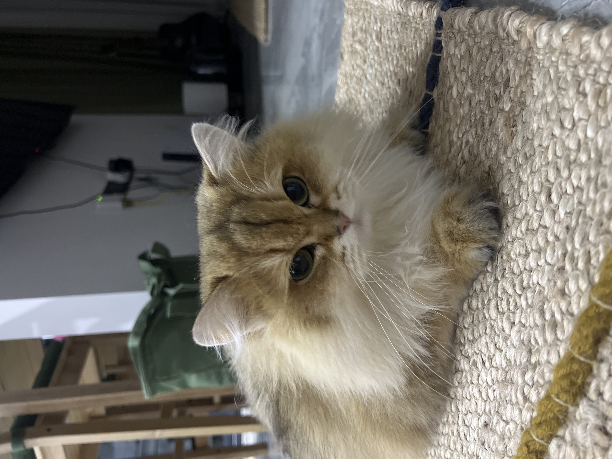 A close-up, eye-level shot captures a golden-brown, long-haired cat resting on a woven mat. The cat is facing the camera with its head slightly tilted, and its eyes are looking forward. Its fur is fluffy, with white accents around its face and chest. The background is blurred, showing hints of furniture, a green bag, and a wall with some electronic devices. The environment suggests an indoor setting, possibly a home. The image is taken in the city of Aksu, Turkey.