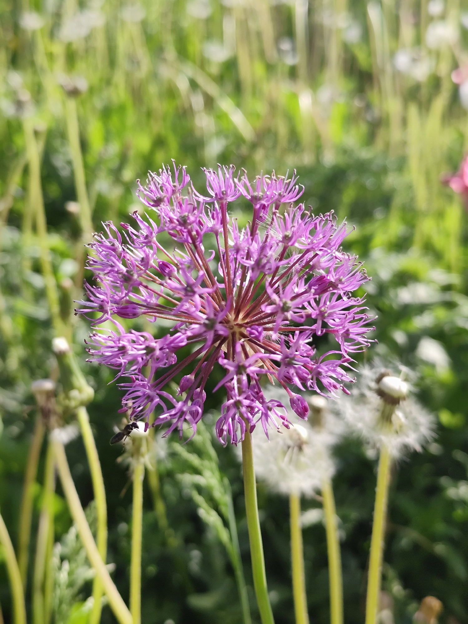 The image features a purple Allium flower in close-up. The flower is spherical in shape, composed of numerous tiny star-shaped florets. It's centered in the frame, with a green stalk emerging from the bottom. The background is filled with greenery, including dandelion seed heads (blown dandelions) that are out of focus. An insect, possibly a small fly, is visible near the left side of the flower. Based on the location, the image was likely taken in a park or garden setting in Фоки, Russia.