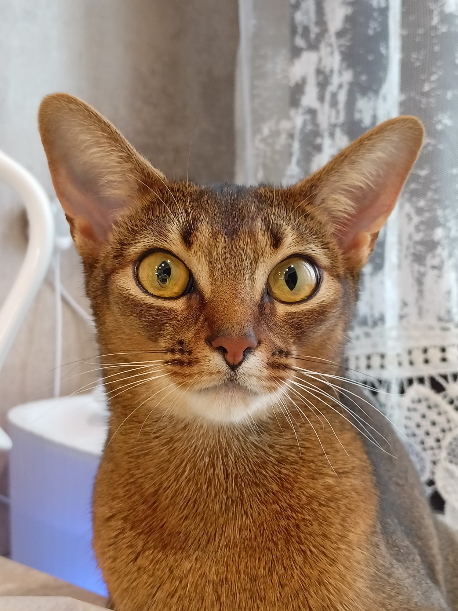 A medium shot captures an Abyssinian cat with striking amber eyes and a ticked tabby coat, looking directly at the camera. The cat's large, pointed ears are prominent, and its white whiskers fan out from its muzzle. The background is softly blurred, revealing a white lace curtain on the right and a white object with a blue glow on the left, possibly an air purifier or humidifier. The overall impression is one of a domestic setting, likely indoors. The provided information about the city of Volgodonsk, Russia, is not visually discernible from the image itself.