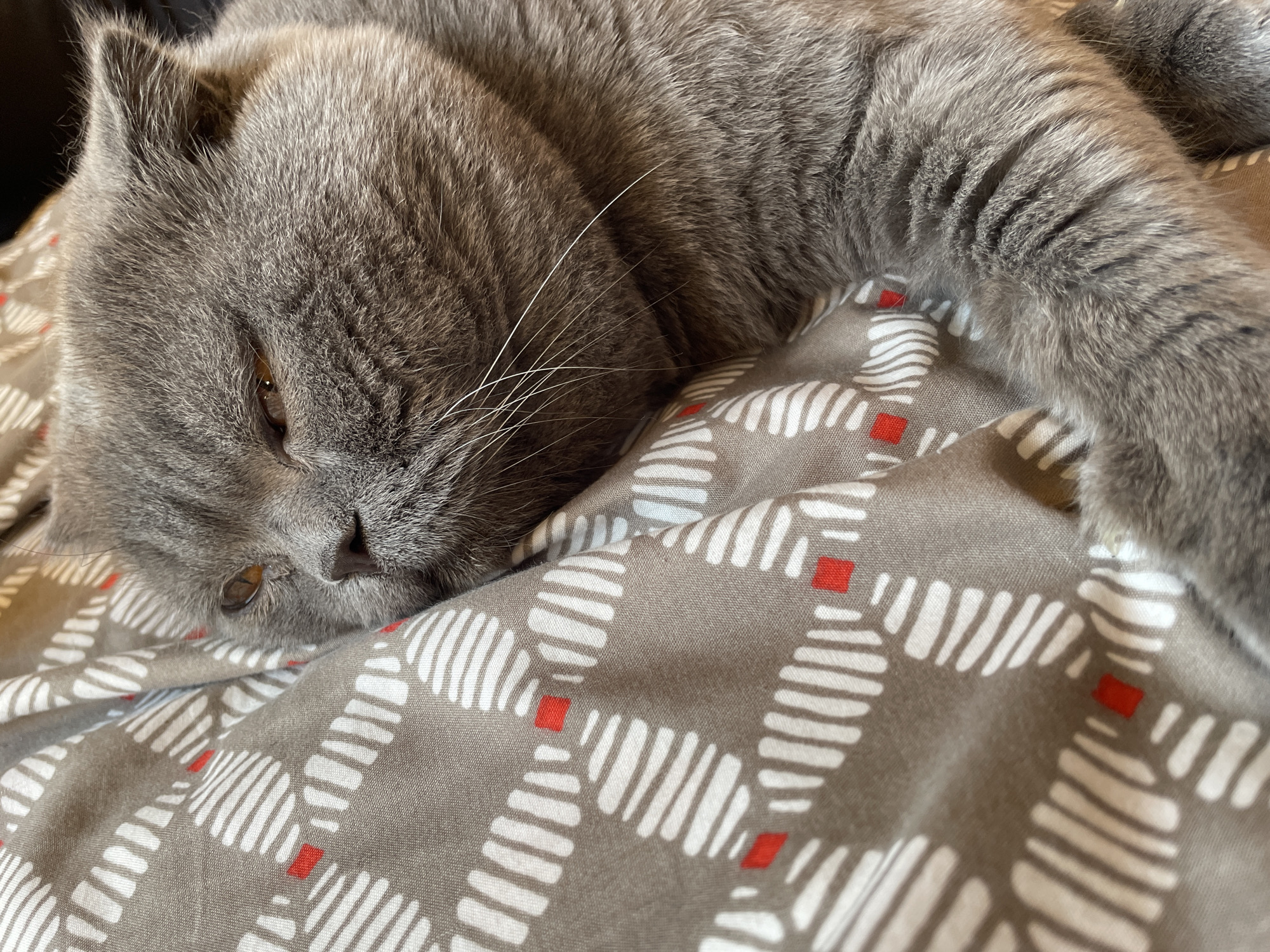 A gray cat is lying on a patterned bedspread. The cat has short, dense fur and a somewhat flattened face. Its eyes are partially closed. The bedspread is gray with a white pattern of parallel lines and small red squares. The location is unknown.