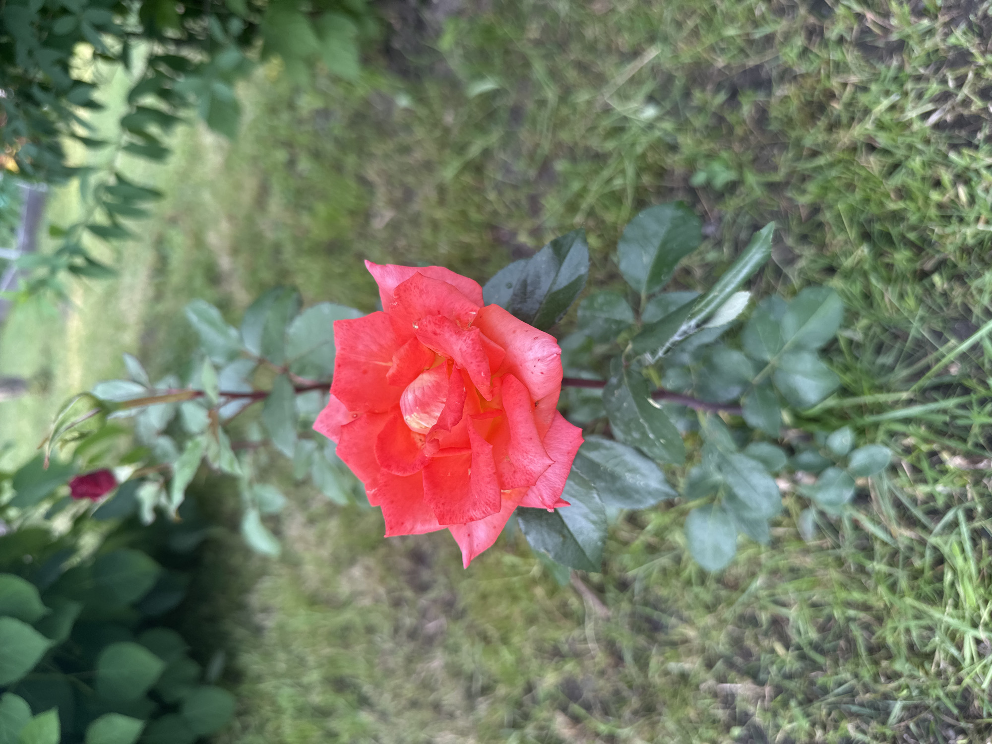 A single, vibrant red rose is in sharp focus against a blurred background of green grass and foliage. The rose is fully bloomed, with delicate petals unfurling to reveal a lighter, yellowish center. The stem of the rose is visible, adorned with dark green leaves. The background suggests an outdoor setting, possibly a garden, with a hint of a fence or structure in the distance. The image appears to have been taken in Kaltan, Russia, though no specific landmarks are identifiable.