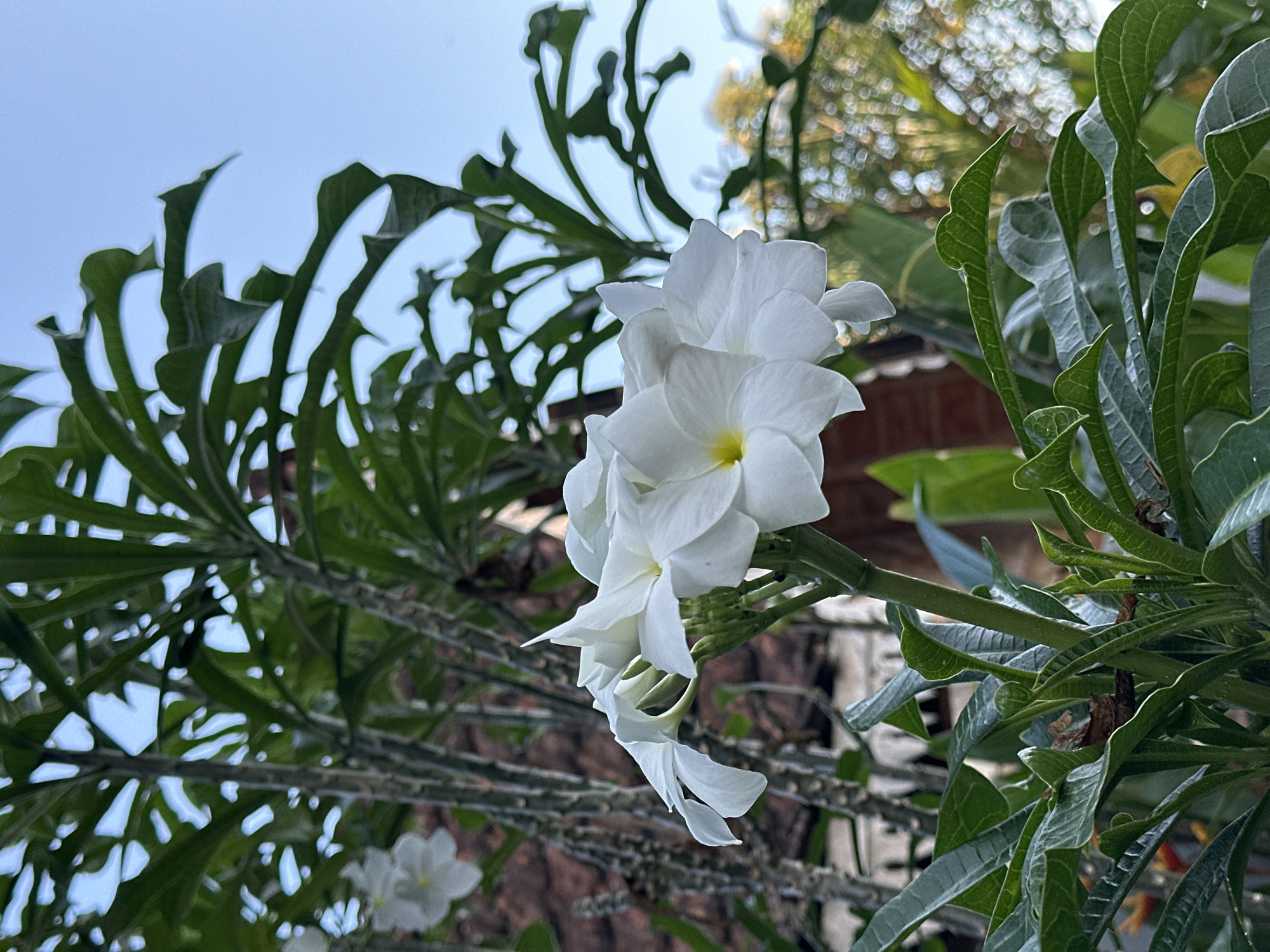 A close-up, vertical, outdoor shot focuses on a cluster of white plumeria flowers with yellow centers. The flowers are in sharp focus in the foreground, with their petals unfurling. Behind them, the textured gray stems of the plumeria plant are visible, dotted with small bumps. Green leaves frame the flowers, some appearing glossy and others more matte, with visible veins. In the background, out-of-focus elements suggest a reddish-brown tiled roof and foliage with bokeh lights, indicating a sunny environment. The sky is a clear, pale blue. The image captures the delicate beauty of the flowers and the tropical feel of their surroundings.