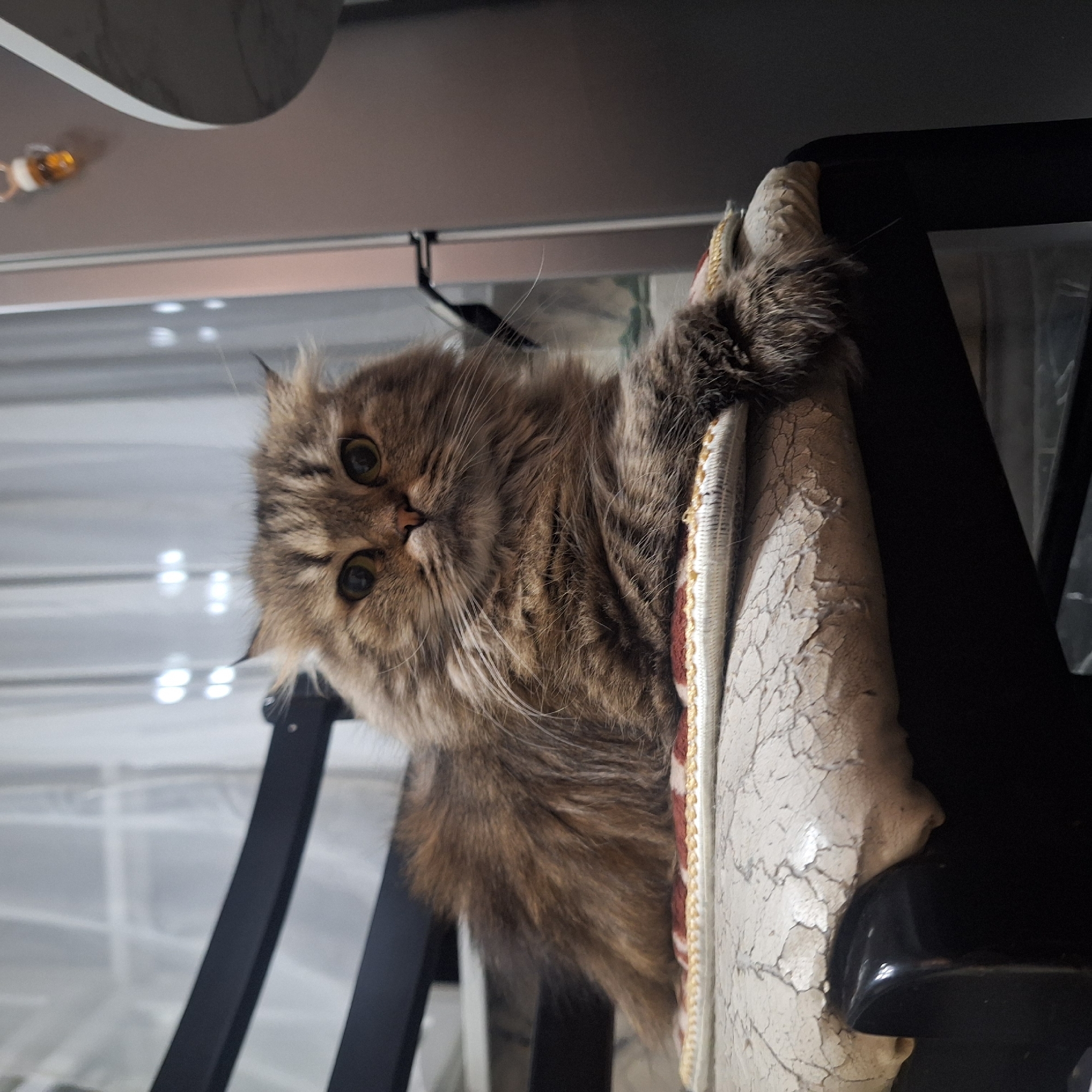 A medium-sized, fluffy cat with long, brown and gray fur is perched atop what appears to be a padded chair or stool with peeling or cracked cream-colored upholstery. The cat's paw is gripping the side of the chair. The background consists of a table or surface with reflections and dark chair legs. The location of the image is indeterminable.