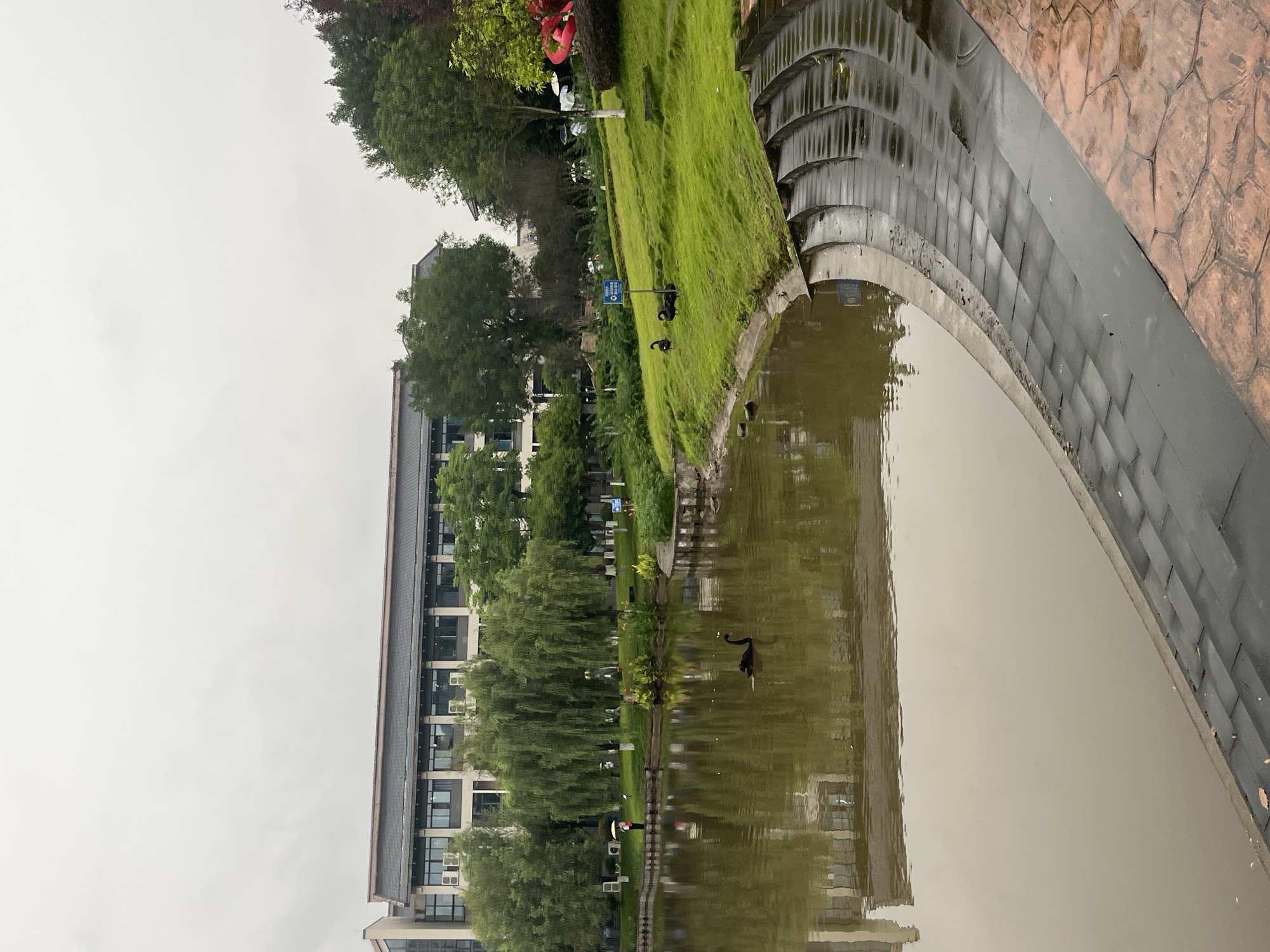 The image depicts a serene waterside scene at what appears to be a park or a campus area in Jiangjin, China. A murky, greenish body of water occupies the left side of the frame, reflecting the overcast sky and the surrounding greenery and buildings. On the water, a single black swan is gracefully swimming.
The shoreline features a lush, green lawn that slopes upwards, dotted with trees. Two more black swans are visible standing on this grassy embankment. Behind the lawn, a modern, multi-story building with a traditional-style roof is prominent. The building appears to have many windows and air conditioning units visible. Further in the background, more trees and vegetation create a natural backdrop.
In the foreground, on the right side of the image, there is a curved, stepped walkway made of dark grey paving stones, wet from what seems to be recent rain. The edges of these steps are bordered by a patterned paving material in a reddish-brown hue. A few individuals with umbrellas are sparsely scattered along the distant shoreline, suggesting a light drizzle or the aftermath of rain. A blue sign with some Chinese characters is visible on the grassy slope. The overall atmosphere is calm and subdued, typical of a cloudy or post-rain day.