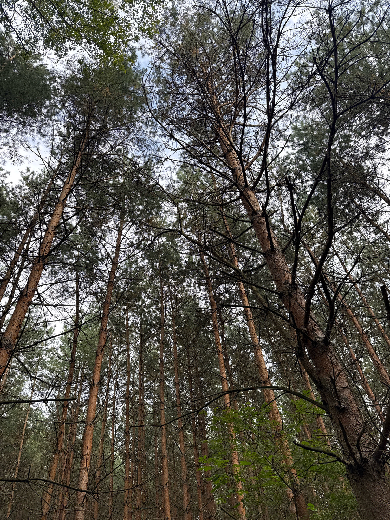 The image shows an upward-angle view of a dense forest canopy in Katowice, Poland. Tall pine trees with reddish-brown bark dominate the scene, their branches crisscrossing and obscuring the sky. The foliage is a mix of dark green pine needles and sparser, lighter green leaves from deciduous trees, creating a layered effect. The sky is overcast and appears pale blue and white, peeking through the branches. The overall impression is of a natural, shaded forest environment. There are no people or specific man-made structures visible.