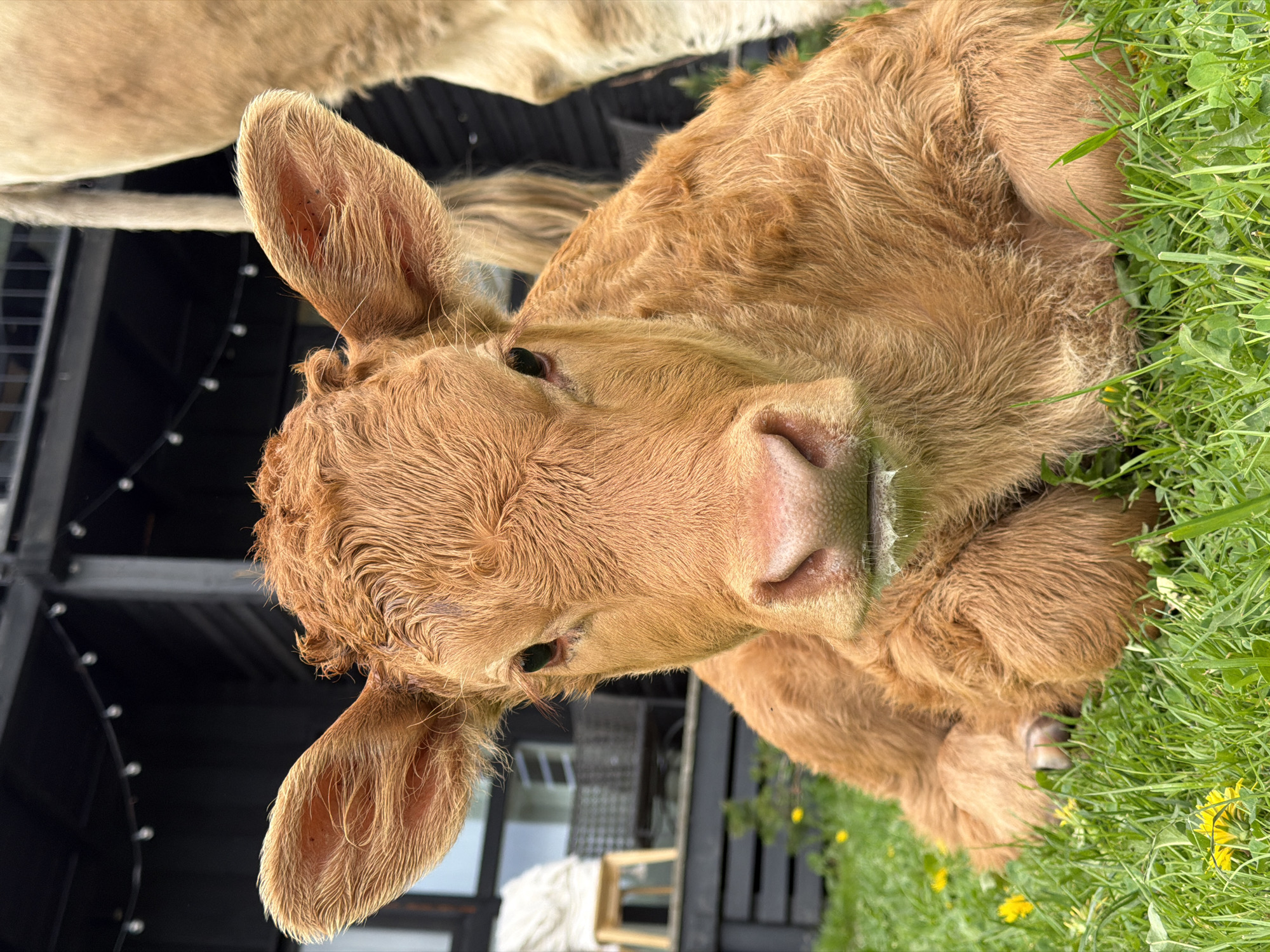 A close-up, high-angle shot shows a light-brown calf lying in green grass. The calf's head is prominently featured, with large ears and a pink nose. Some white substance is around the mouth. Behind the calf is a dark-colored building structure.
There is no mention of Prudki, Russia in this image.