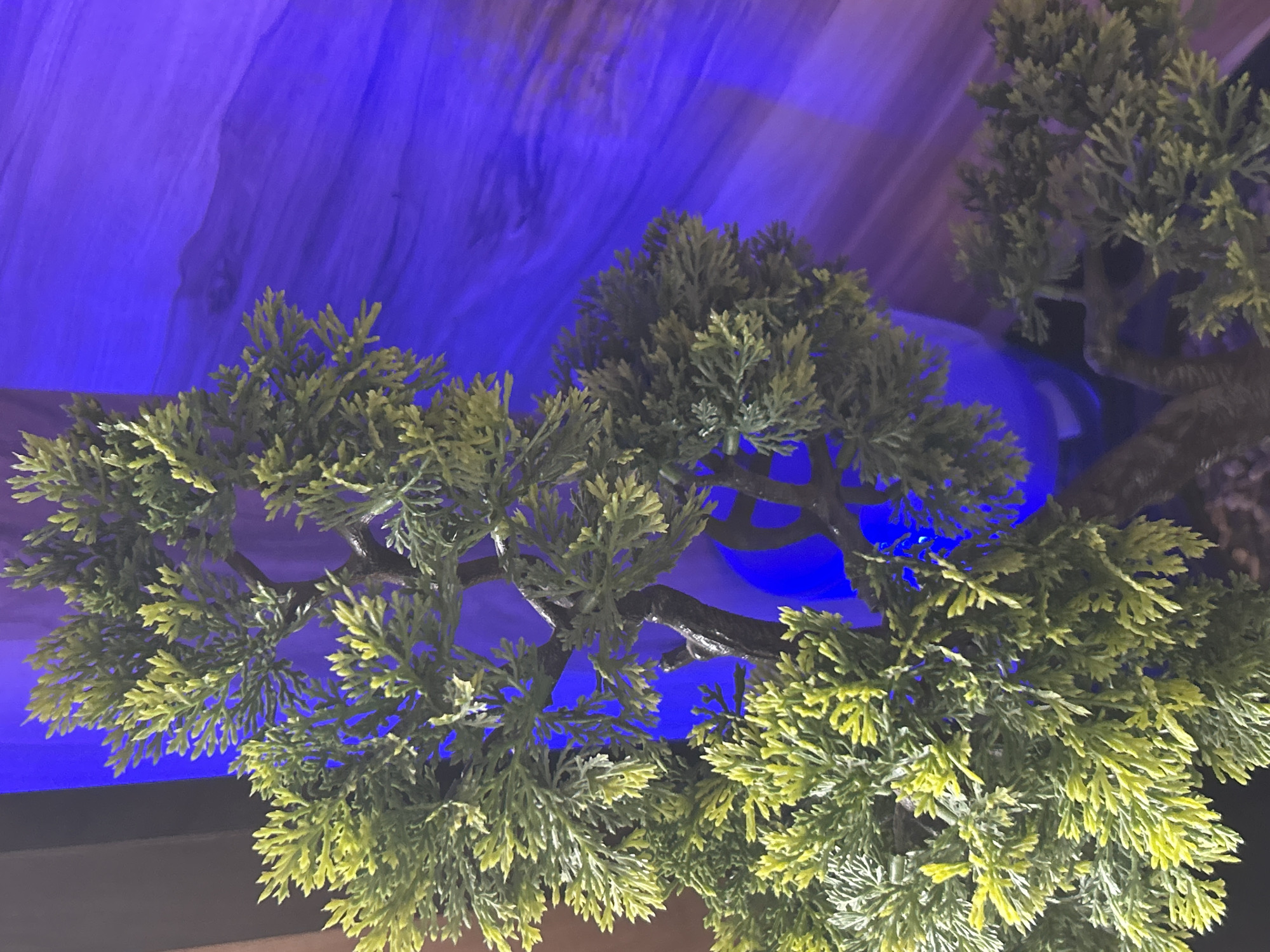 An eye-level close-up photograph shows a faux bonsai tree with light green foliage and a dark brown trunk set against a backdrop of blue lighting. The tree's branches extend throughout the frame. The blue lighting, which appears to be diffused, creates a contrasting background. The photograph provides no verifiable information about the location.