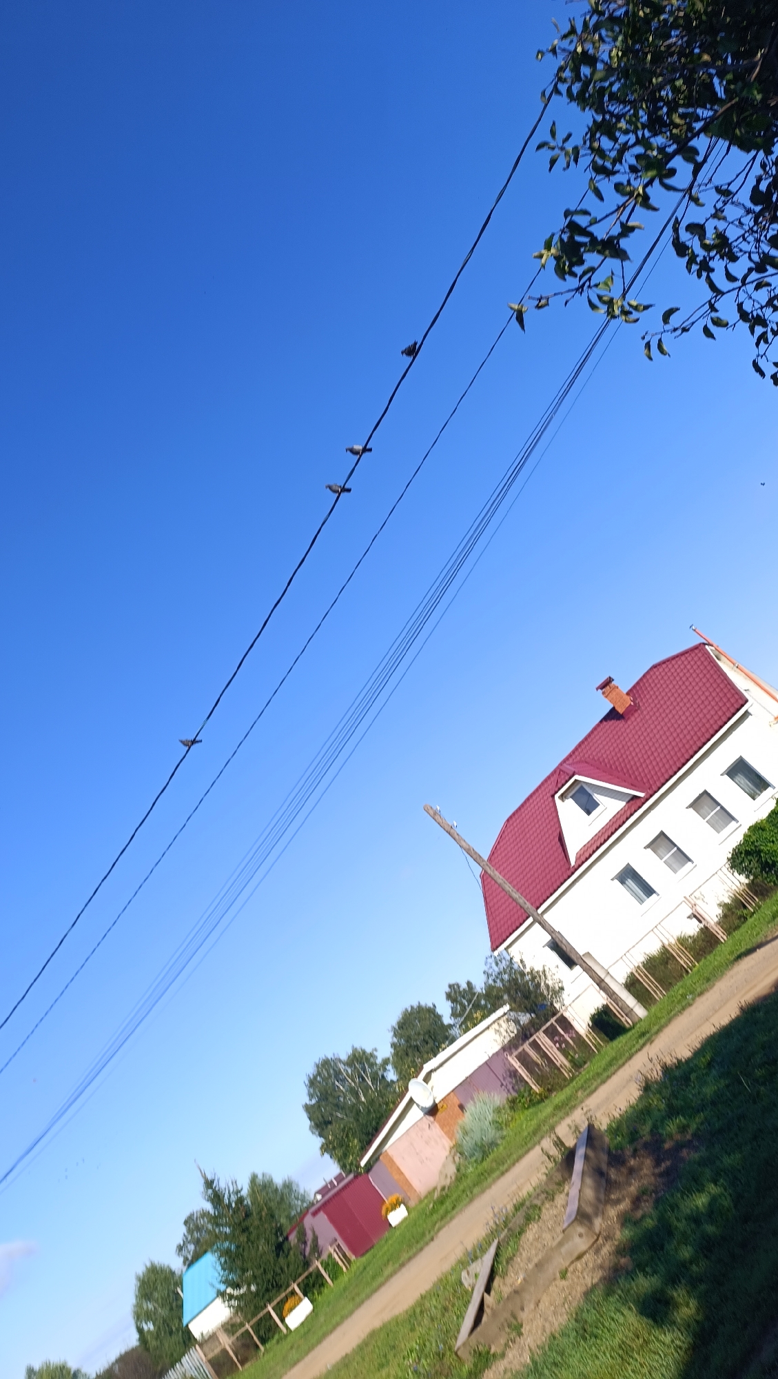 In a city area of Karsha, Russia, under a clear blue sky, multiple birds are perched on overhead power lines. In the foreground, a white house with a red tiled roof stands, partially obscured by a leaning utility pole. Beyond this house, other buildings and trees are visible, along with a dirt path and green grass. The scene is captured from a low angle, looking upwards towards the sky and the birds.