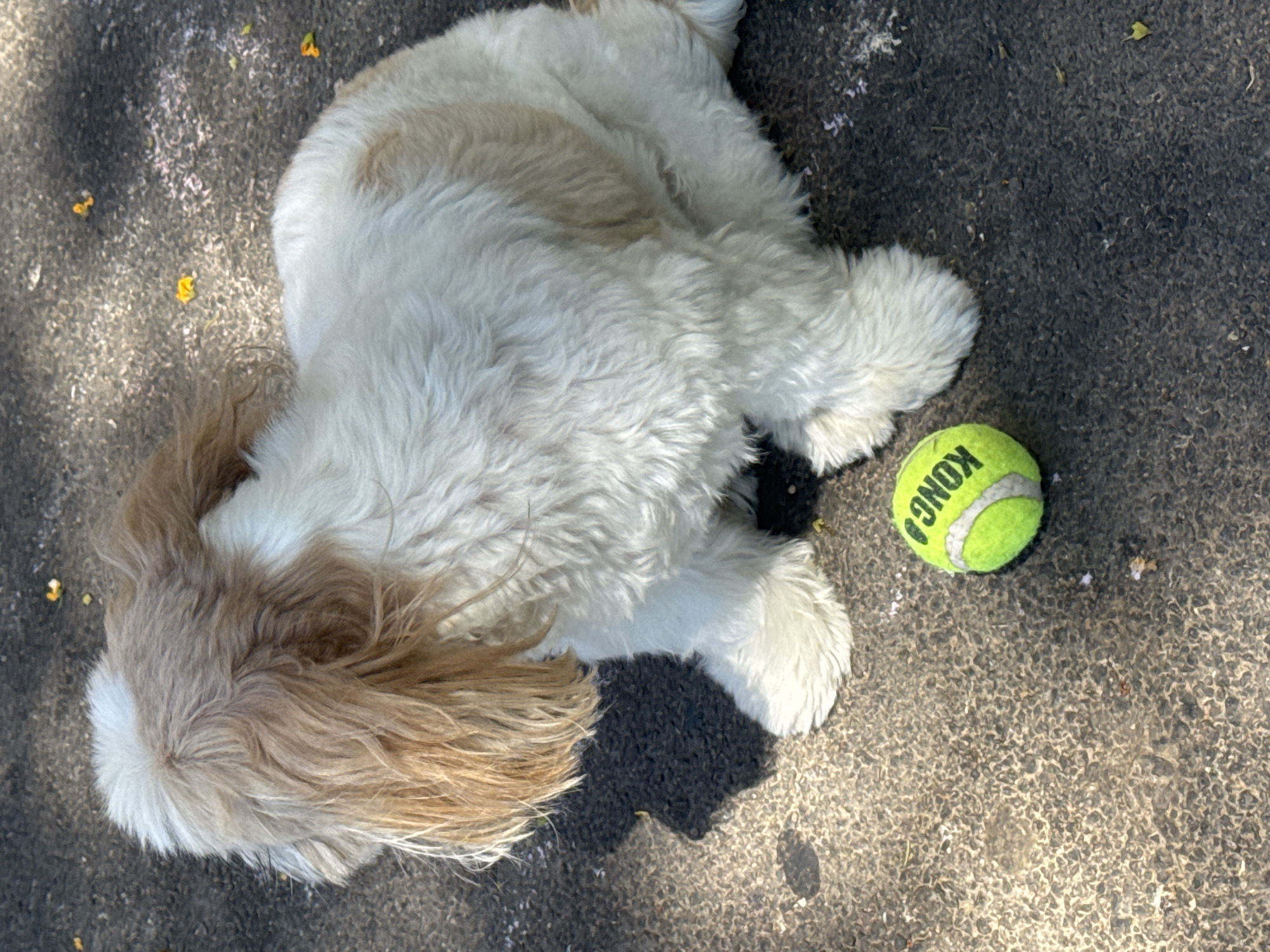 An overhead shot shows a shaggy white and brown dog sitting on a textured grey surface, possibly pavement or asphalt. The dog is positioned in the center-right of the frame, facing left and away from the camera. Its long, shaggy brown hair covers its face. A bright yellow tennis ball with the word "KONG" visible in black lettering is situated to the lower left of the dog. The ground is sparsely scattered with small yellow petals and some light-colored debris. Shadows cast by the dog and other unseen objects fall on the ground, indicating bright sunlight. The scene appears to be outdoors in a city park or walkway.