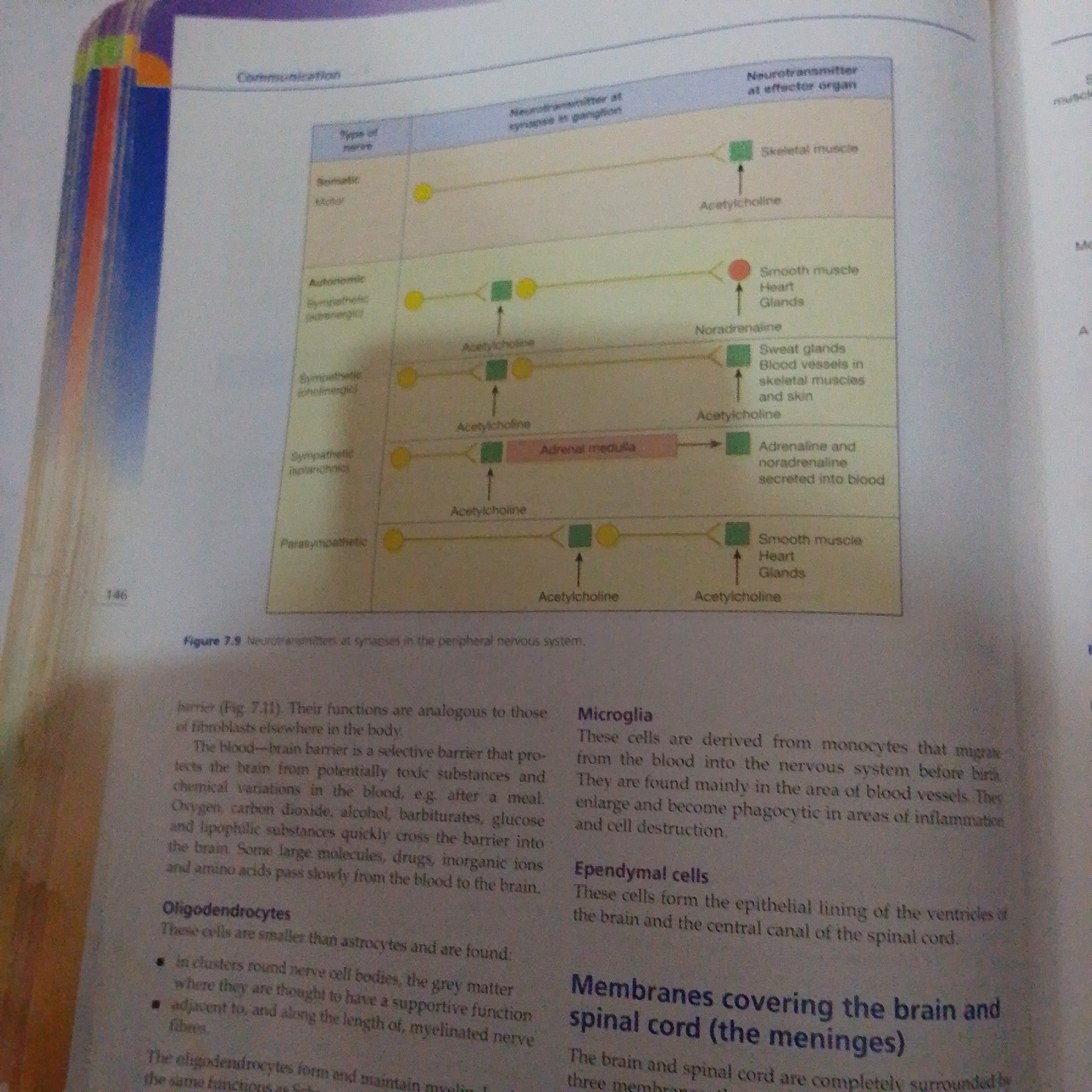 The image is a page from a textbook, likely on biology or neuroscience, titled "Communication". It features a diagram illustrating neurotransmitters at synapses in the peripheral nervous system. The diagram shows different types of nerves (somatic, autonomic - sympathetic and parasympathetic) and their corresponding neurotransmitters at both the synapse in the ganglion and the effector organ. It also includes text blocks describing "Microglia", "Ependymal cells", and "Membranes covering the brain and spinal cord (the meninges)". The page number "146" is visible in the bottom left corner. The image does not contain any information related to the city of Jalingo, Nigeria.