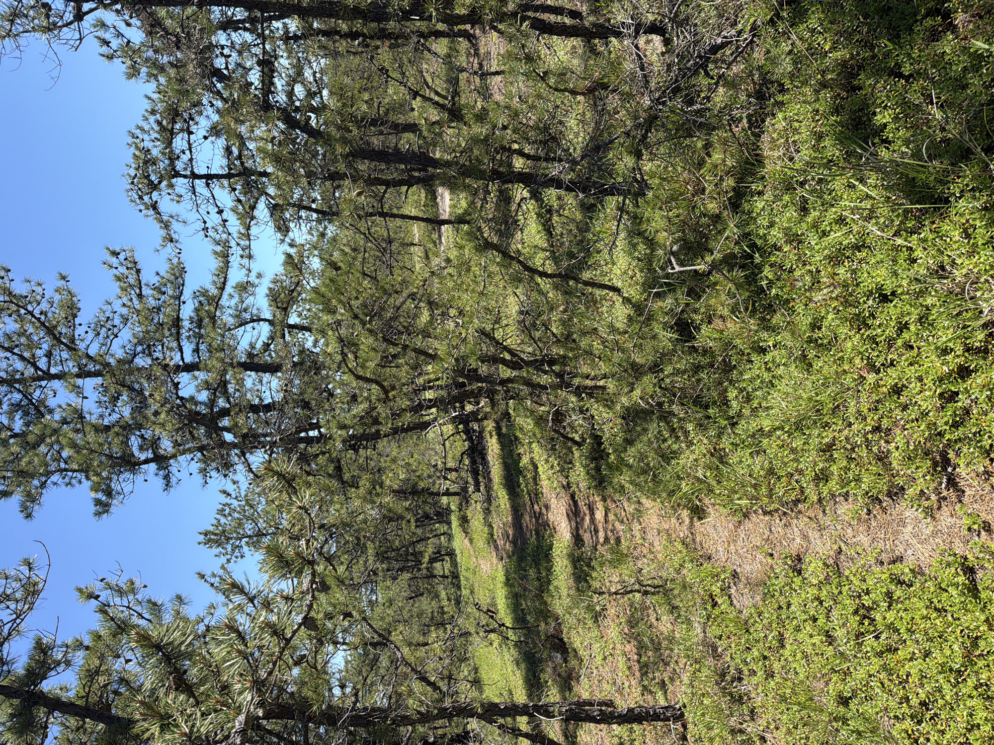 The image depicts a sandy path winding through a pine forest in the Town of Southampton, United States of America. The path, composed of sand and pine needles, is bordered by lush green vegetation, including low-lying bushes and grasses. Tall pine trees with sparse needles and visible cones dominate the scene, their branches creating a dappled canopy that allows sunlight to filter through to the forest floor. The sky above is clear and blue. The environment appears natural and somewhat wild, suggesting a hiking trail or a natural preserve. There are no people or animals visible in the image.
