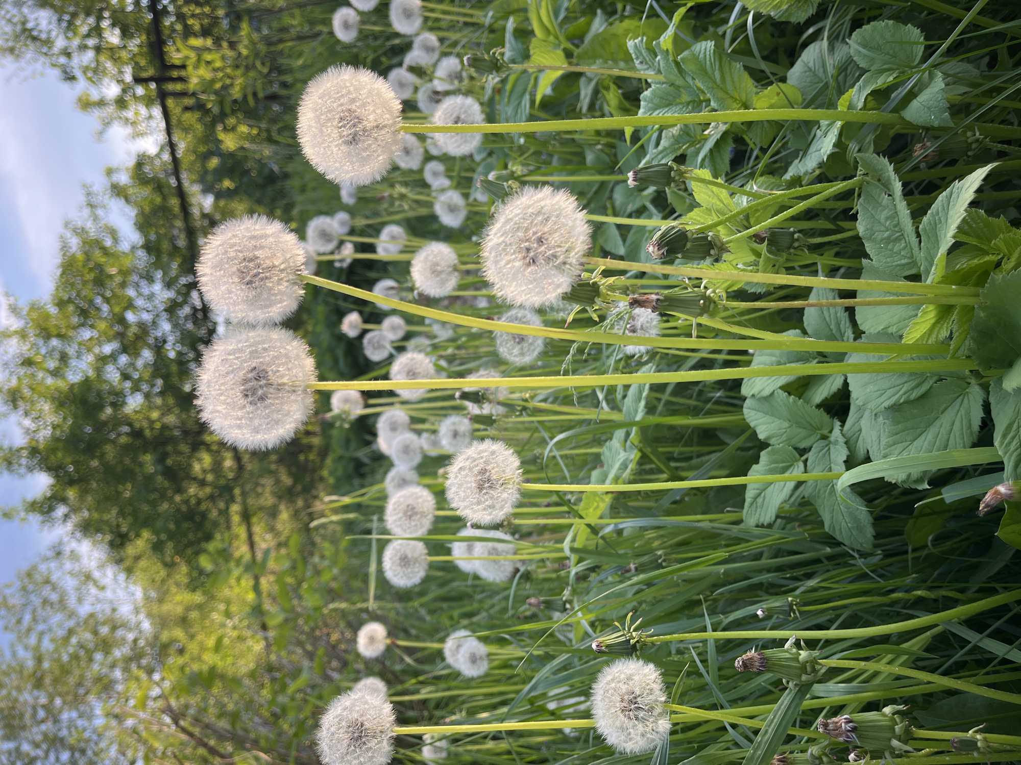 The image shows a field of dandelions in the seed-head stage, with multiple white, spherical seed heads visible. The background includes green grass, foliage, and blurred trees. Light shines from the upper left, illuminating the dandelion seed heads and casting shadows within the greenery. The photo was likely taken in an outdoor setting, perhaps a park or field, given the natural elements present. While the city of Chaikovsky, Russia is mentioned, there is nothing in the image itself to confirm this location. No people or interactions are visible.