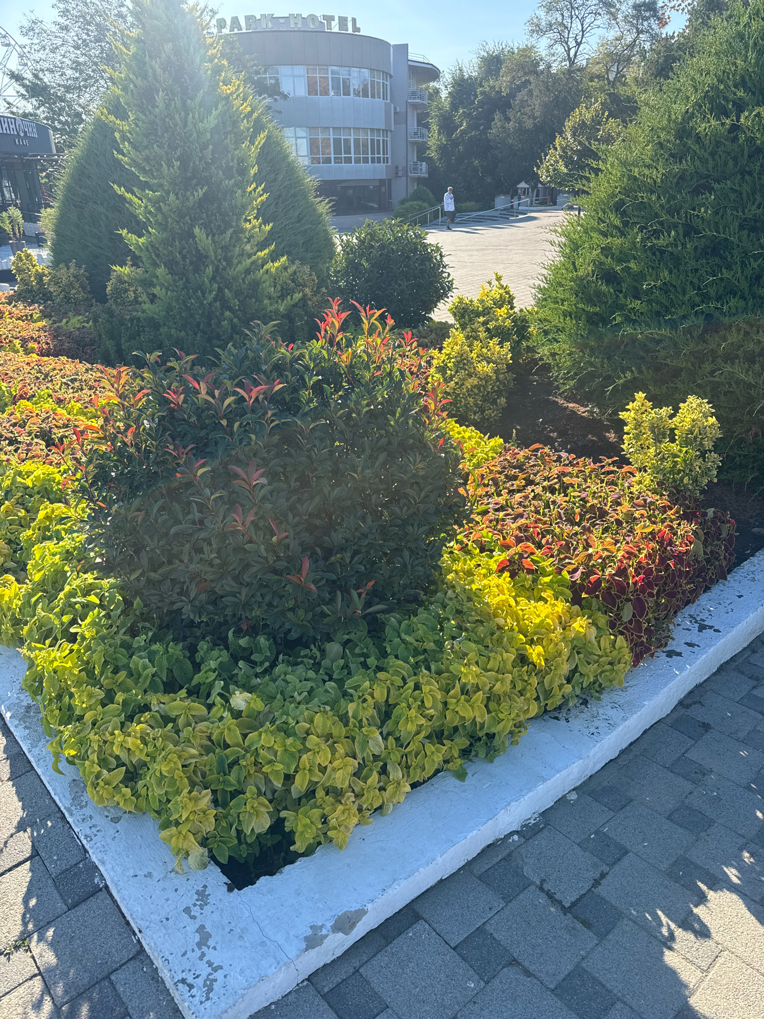 The image captures a sunny day in Anapa, Russia, likely in front of the Park-Hotel. In the foreground, a landscaped garden bed features a variety of plants. A large, dark green bush with red-tipped leaves dominates the center. To its left and front, there are low-growing, bright yellow-green plants. To the right of the central bush, there are plants with red and yellow variegated leaves. Behind these, a large conifer tree stands tall, with sunlight filtering through its branches. In the background, a multi-story building, identified as the Park-Hotel by text visible on its facade, is partially obscured by trees. A paved area with a few scattered trees and a person walking away from the camera is visible beyond the garden. The garden bed is bordered by a white, rough-textured concrete edge, and beyond that, a grey tiled pavement. The overall scene depicts a well-maintained outdoor area with a mix of greenery and architecture under clear skies.