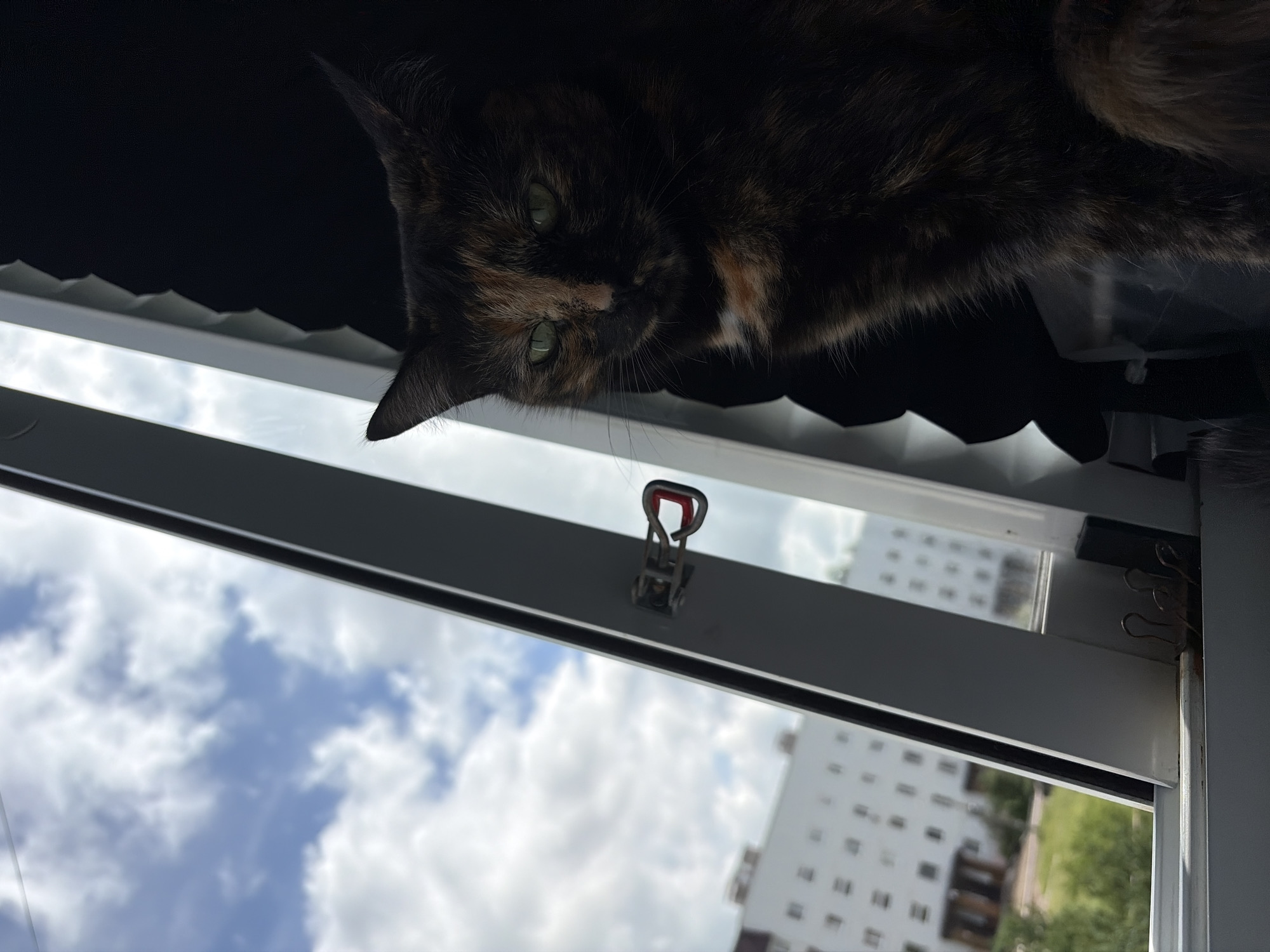 A tortoiseshell cat with green eyes sits in a dark window frame, looking out at a cloudy sky and a light-colored apartment building in Chaikovsky, Russia. The cat's fur is a mix of black, brown, and orange. The window frame is white and appears to be made of plastic. A metal latch is visible on the window frame. The apartment building in the background is several stories tall and has many windows. Trees and a grassy area are visible in front of the building. The sky is partly cloudy, with some blue sky visible between the clouds.