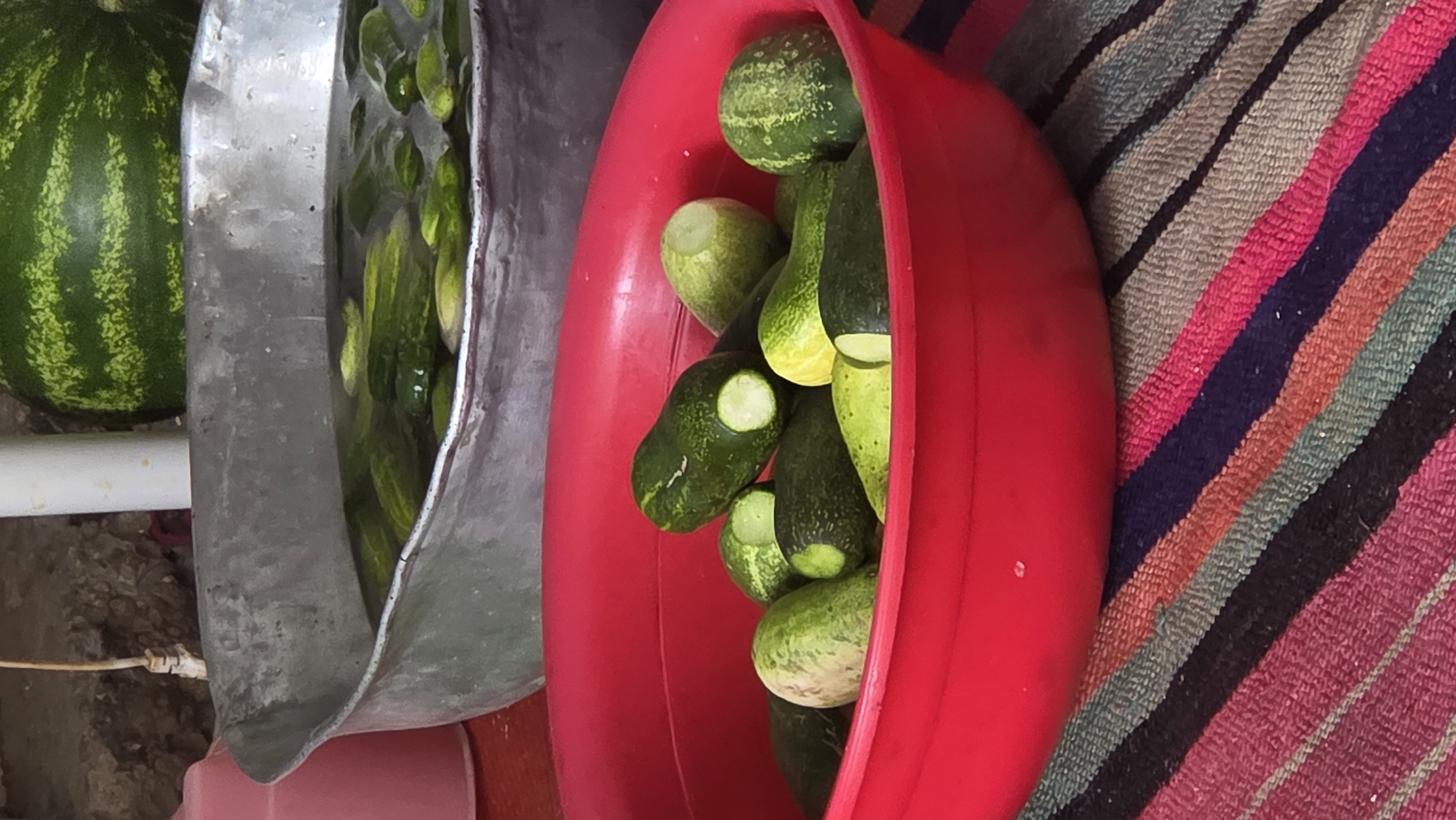 In Vozsiiatske, Ukraine, a red plastic bowl filled with sliced cucumbers sits on a colorful striped cloth. Behind the bowl, a large metal basin contains more cucumbers submerged in water, with a watermelon visible in the background. A pink plastic container is partially visible to the left. The scene appears to be an outdoor setting.