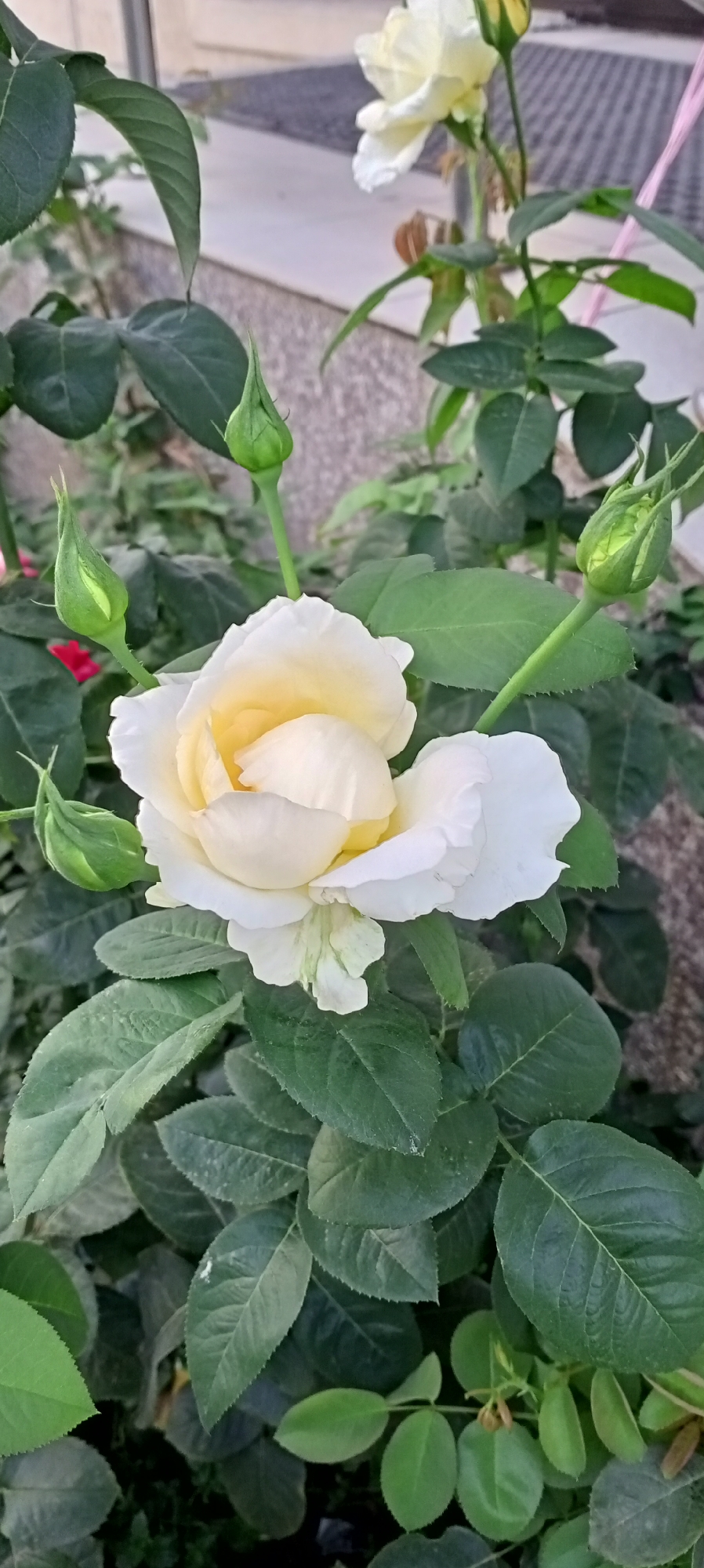 A close-up shot captures a delicate white rose in bloom, with petals unfurling to reveal a soft yellow center. Surrounding the main flower are several green rosebuds in various stages of development. The rose plant is lush with dark green leaves, some showing a slightly dusty texture. In the background, a blurred light-colored surface, possibly a pathway or wall, and a gray textured surface, likely a building facade, can be discerned. The scene appears to be an outdoor garden or courtyard setting. The image is taken in Bishkek City, Kyrgyzstan.
