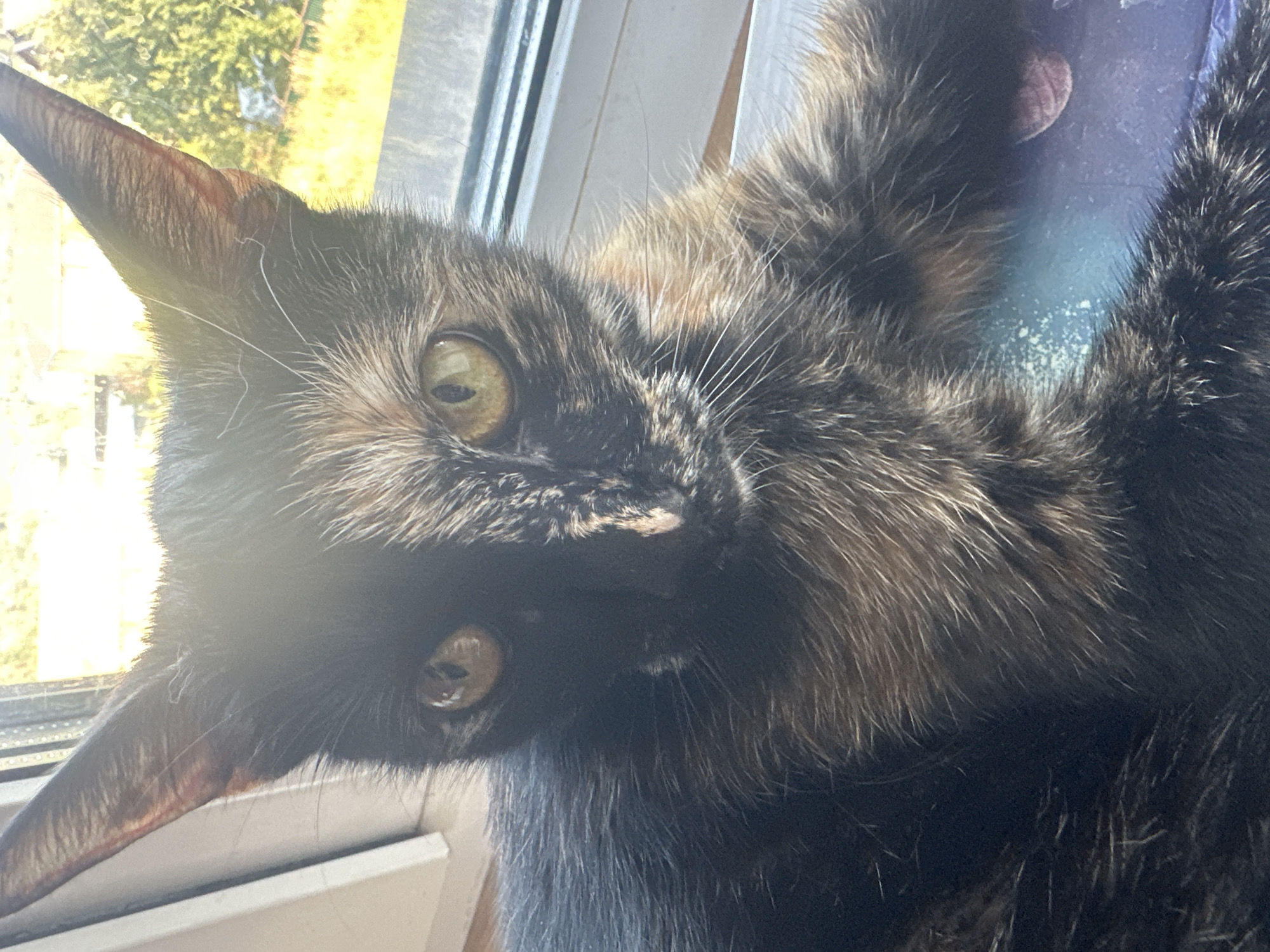 A tortoiseshell cat is lying on a windowsill. The cat is facing the camera and has green eyes. Sunlight is streaming in from the right, creating a glare on the cat's fur and face. In the background, a window shows greenery and trees. The windowsill appears to be made of wood, and there is a blue surface with white speckles underneath the cat. The scene is indoors, with a view of the outdoors. There is no indication of the city of Virki, Russia, in the image.