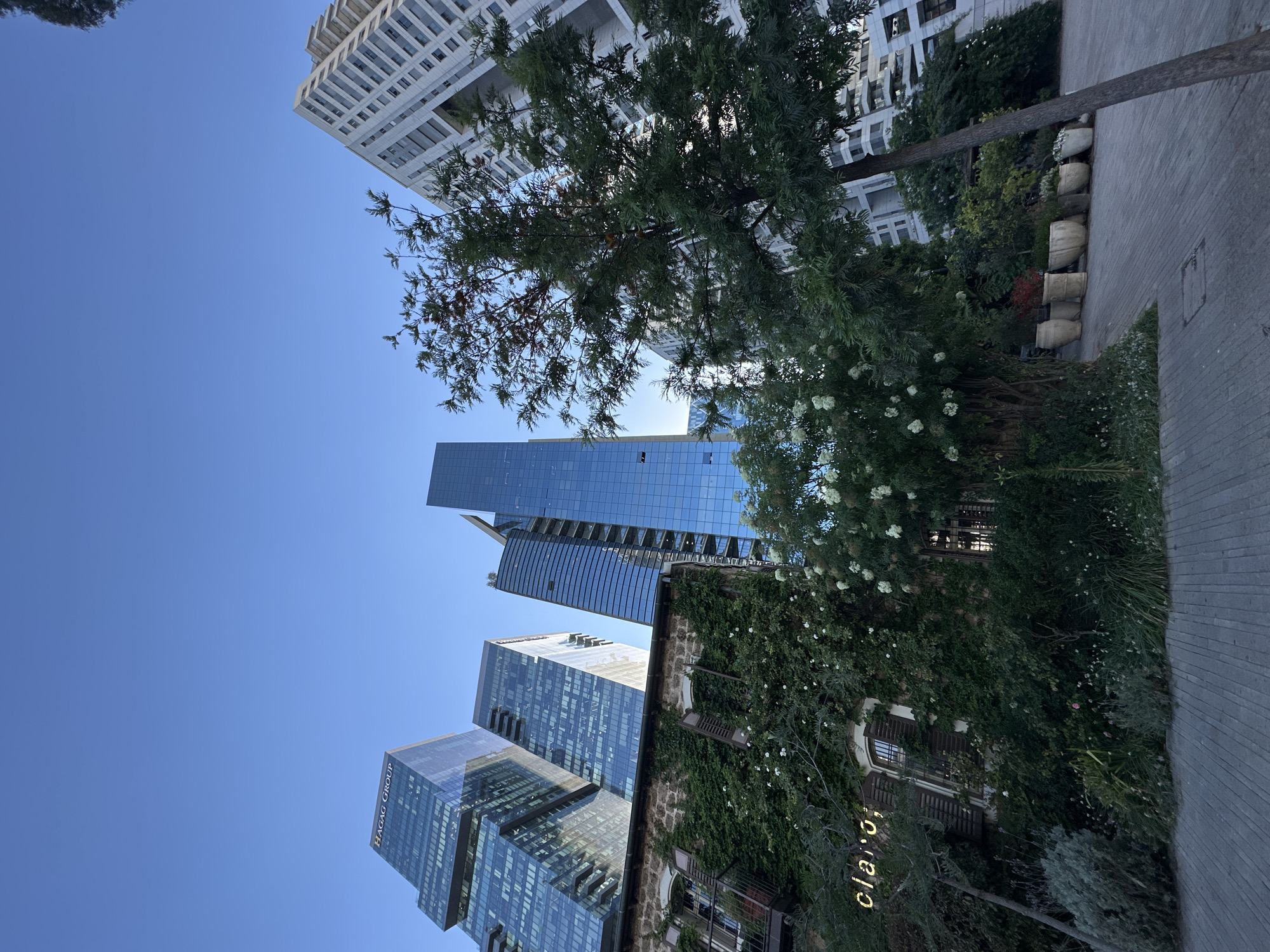 The image captures a street-level view of buildings in Tel-Aviv, Israel, under a clear blue sky. A cluster of modern glass skyscrapers dominates the left side of the frame, with one tower prominently displaying the "HAGAG GROUP" logo.
To the right, a building covered in lush green ivy is partially visible. A sign that reads "Claro" is also visible. Above and behind the ivy-covered building, a white, multi-story building is partially visible.
A tree with a thick canopy is centrally positioned, partially obscuring the buildings in the background. A paved sidewalk occupies the right foreground, with a line of decorative stone planters arranged along its edge.