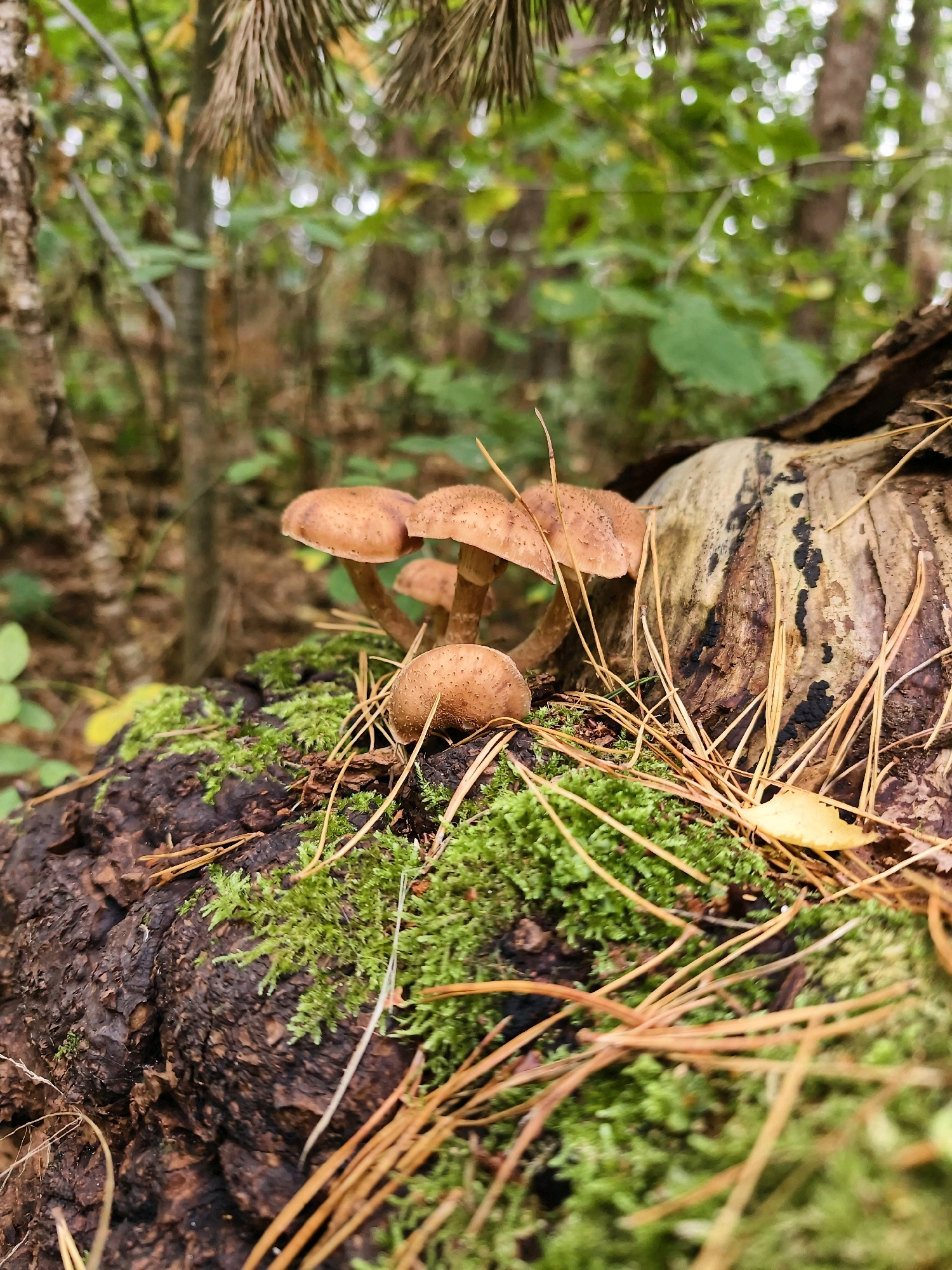 A cluster of honey mushrooms grows on a moss-covered log in a forest. The mushrooms are light brown with speckled caps. Pine needles and dried leaves are scattered around them. The background is a blur of green foliage and tree trunks, suggesting a natural woodland environment, likely within the diverse natural areas surrounding Linköping, Sweden. There are no people or animals present in the image.
