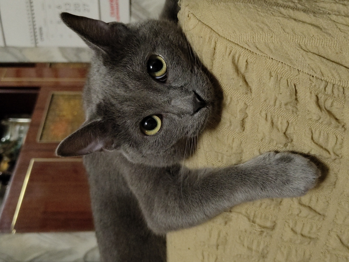 A medium shot captures a grey cat lying on a textured, light brown blanket. The cat is positioned facing the camera, with its head resting on its paws. Its eyes are wide open and yellow, and its ears are perked up. The cat's body extends to the left of the frame, with its left paw hanging down. The background consists of wooden furniture and a calendar. The lighting is dim, creating a soft focus effect. The scene is indoors.