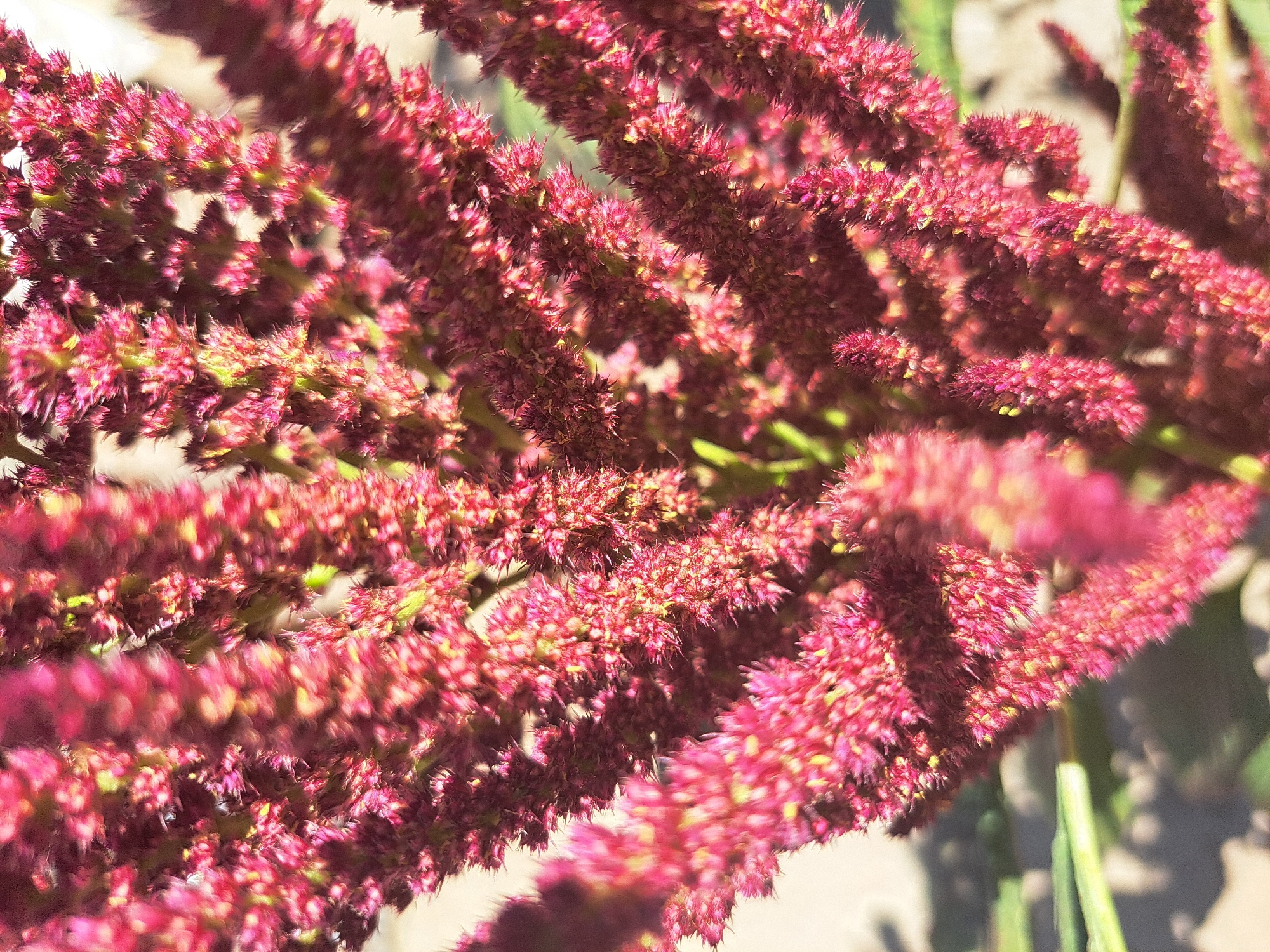 The image is a close-up, vertical, eye-level shot of a flowering plant, likely amaranth, in an outdoor setting. The plant's inflorescence is a deep reddish-pink, appearing fuzzy and feathery, with many small florets clustered together. Some hints of yellow and green are visible within the flower heads, suggesting the presence of stamens or new growth. The background is softly blurred, indicating a shallow depth of field. To the lower left of the image, a green leaf is partially visible, and behind it, the ground appears to be a mix of dry soil and possibly some gravel, casting shadows that suggest bright sunlight. The overall impression is of a vibrant, textured floral subject captured in natural light. The image is not specific to Vypasne, Ukraine, and the environment depicted could be found in many locations.