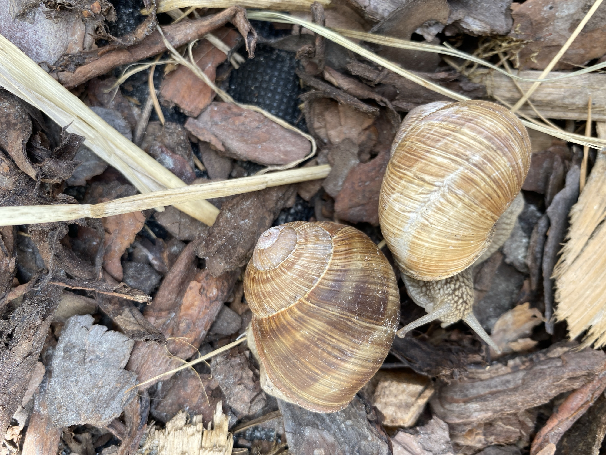 The image depicts two snails nestled amongst loose bark and dried plant matter, suggestive of a garden or natural outdoor environment. One snail is positioned to the left, with its shell prominently displayed, exhibiting a spiraled pattern in shades of brown and tan. The second snail is partially visible to the right, its shell also showing similar coloration and texture. The body of this snail is extended, with its head and eye stalks visible, appearing to be in motion. The surrounding ground is covered with various pieces of bark, some appearing to be wood chips, as well as dry straw-like materials and twigs. The lighting suggests it is daytime, with a slightly overhead perspective. The overall impression is one of a quiet, natural scene, likely within a garden or wooded area. The image does not contain any identifiable elements that would suggest a specific location within Buk, Poland.