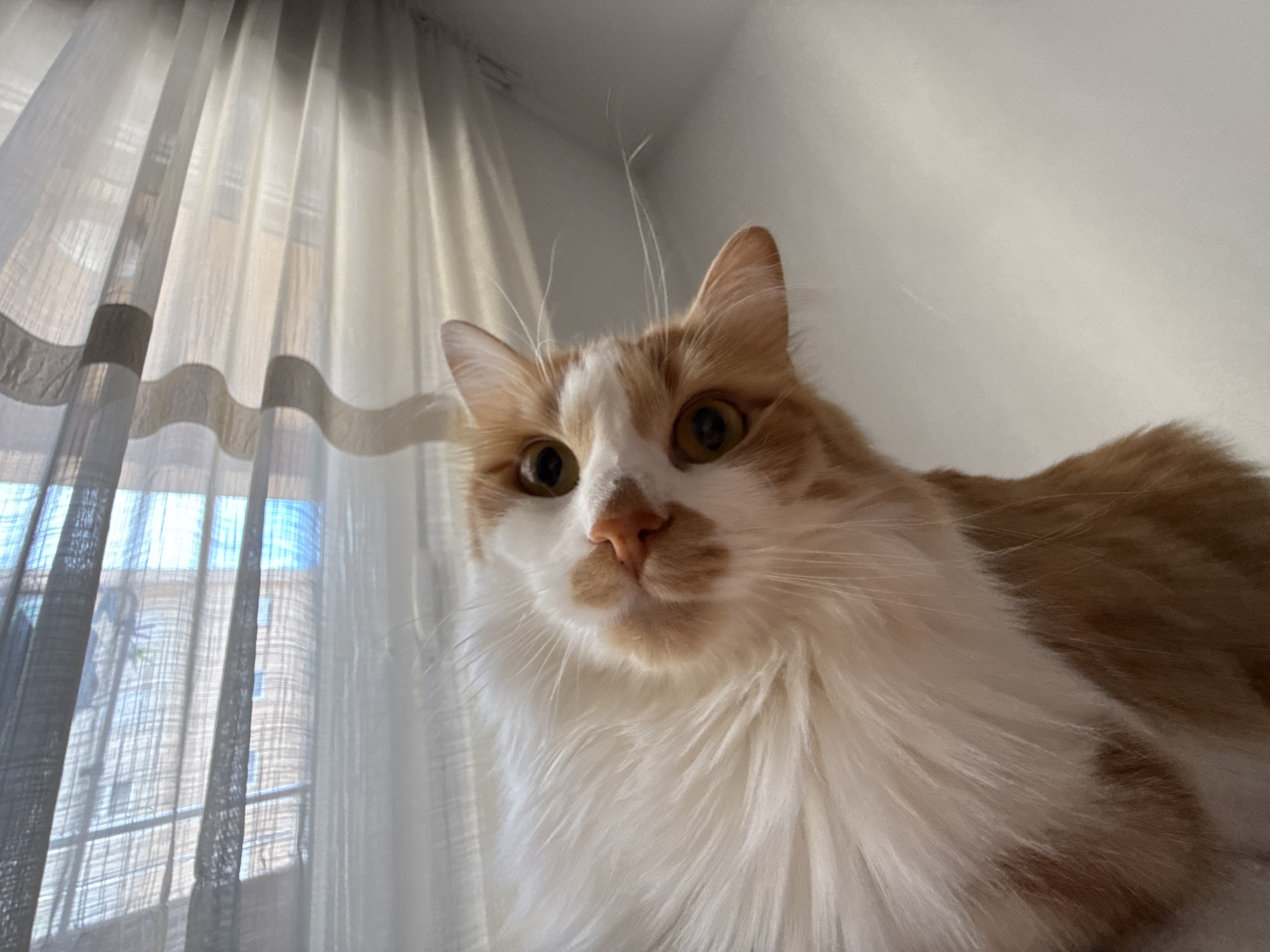 A low-angle, close-up shot focuses on the face and upper body of a fluffy, orange and white cat. The cat is looking directly at the camera with wide, alert eyes. Its fur is long and appears soft, with patches of vibrant orange and pure white. A few stray hairs stand out against the white background, adding to the fluffy texture. The cat's nose is a soft pinkish-orange, and its mouth is slightly open, revealing a hint of its tongue.
In the background, sheer white curtains hang, allowing soft, diffused light to filter through. Through the semi-transparent fabric of the curtains, a window with a view of buildings and possibly a balcony railing can be seen. The light suggests it is daytime, possibly morning or afternoon, with natural light illuminating the scene. The setting appears to be indoors, likely a room with a window. There are no discernible emotions captured beyond the cat's attentive gaze. No text is visible in the image.
