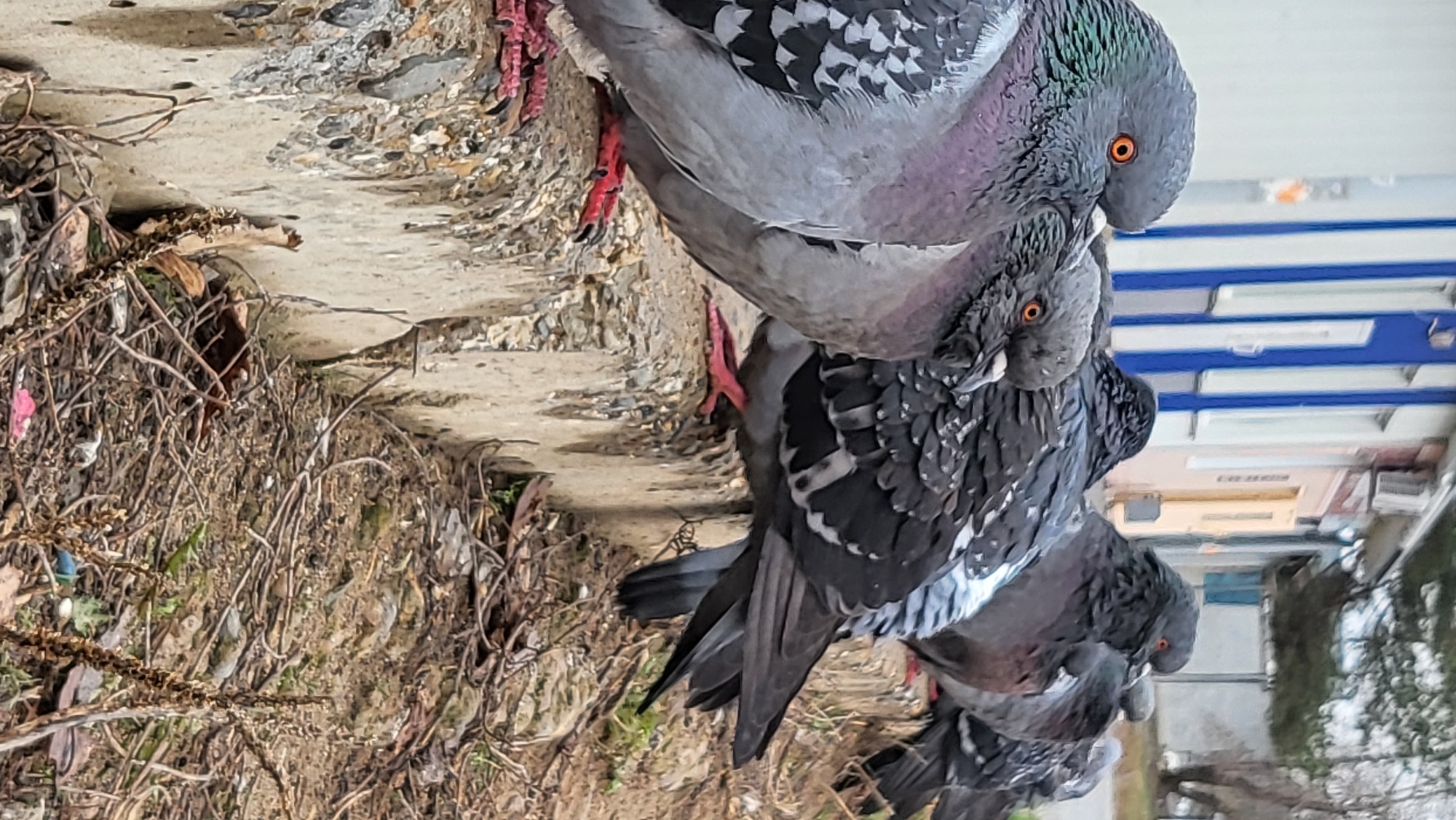 This vertical image captures a close-up of a group of rock pigeons in an outdoor, likely urban or semi-urban, environment in Chaikovsky, Russia. The primary subjects are several pigeons, with three being most clearly visible in the foreground and mid-ground.
The largest pigeon, at the top of the frame (if rotated correctly), is grey with distinctive iridescent green and purple feathers on its neck and bright orange eyes. Its red, clawed feet are firmly placed on a textured, light-colored concrete ledge or path. Immediately below and slightly behind it is another pigeon, also grey with visible white and black wing markings and similar orange eyes, partially obscured by the first bird. Further back and to the right, a third pigeon, mostly grey with darker patterns, is visible, and possibly parts of a fourth. The pigeons are clustered together, appearing calm and observant.
To the left of the concrete path, the ground is covered with dry, tangled twigs, branches, and brown leaves, suggesting a natural area adjacent to the concrete structure. A small pink speck is visible amongst the ground debris.
In the blurred background, various urban elements are discernible. Notable features include building facades with distinct horizontal blue and white striped sections, possibly awnings, shutters, or architectural details. Other building outlines, windows, and what appears to be an air conditioning unit are vaguely visible, indicating a built-up area. The lighting suggests daytime, possibly under an overcast sky or during a subdued period of daylight, as there are no harsh shadows. No visible text is present in the image.