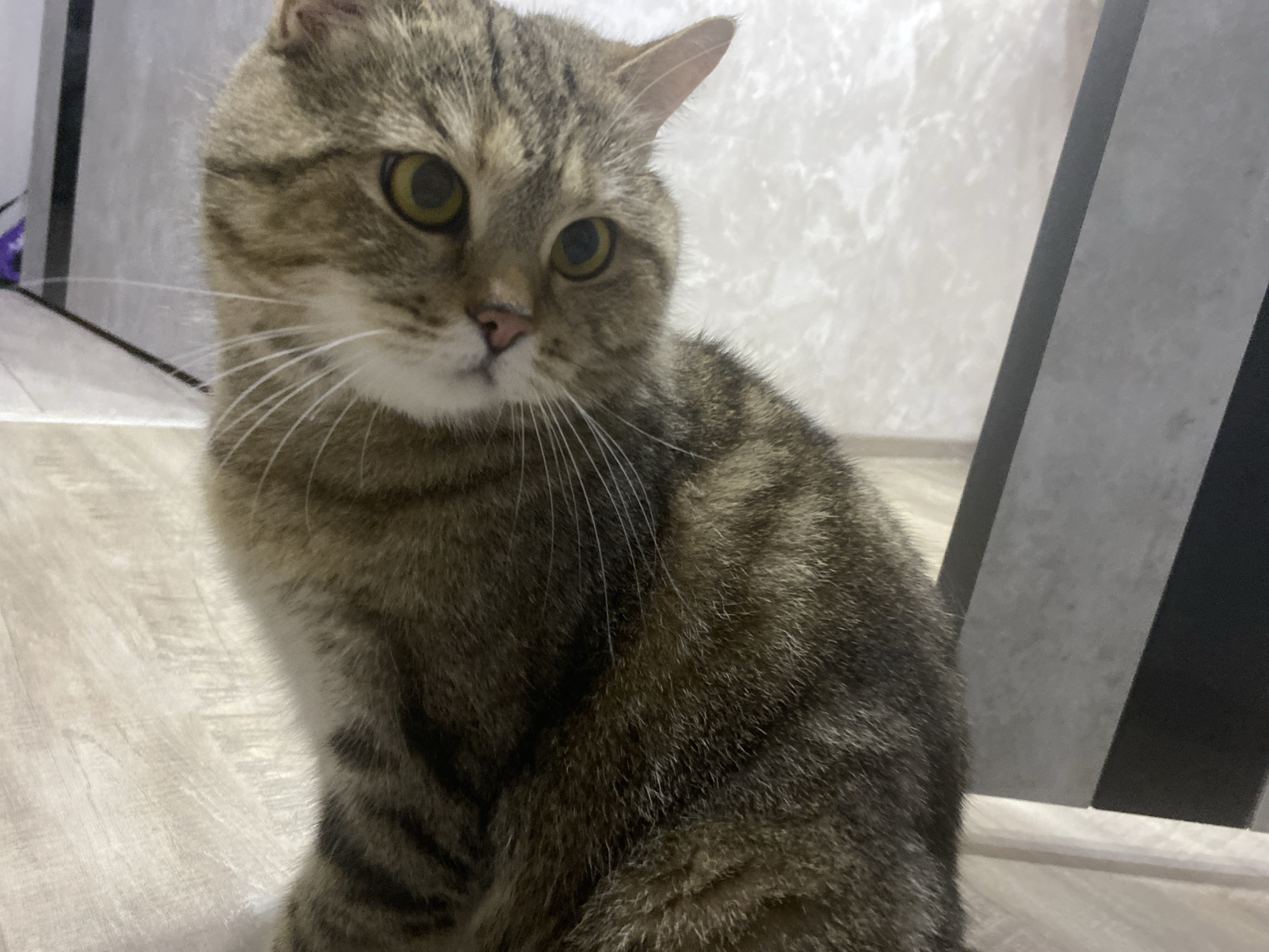 A domestic cat, appearing to be a brown mackerel tabby with a striped coat of brown, black, and cream fur, sits upright on a light-colored, wood-grain patterned floor in an indoor setting in Unknown, Unknown. The cat's head is slightly angled down and to its right, with large, round, yellowish-green eyes looking off-camera. Its nose is small and pink, and prominent white whiskers extend from its muzzle. Its pointed ears are erect. The background consists of a light, textured wall. To the far left, a blurry dark object and a hint of purple are visible. To the right, two distinct vertical rectangular panels, one grey and one black, are positioned against the light wall, framing the right side of the scene. The lighting is even, illuminating the cat's fur and features clearly.