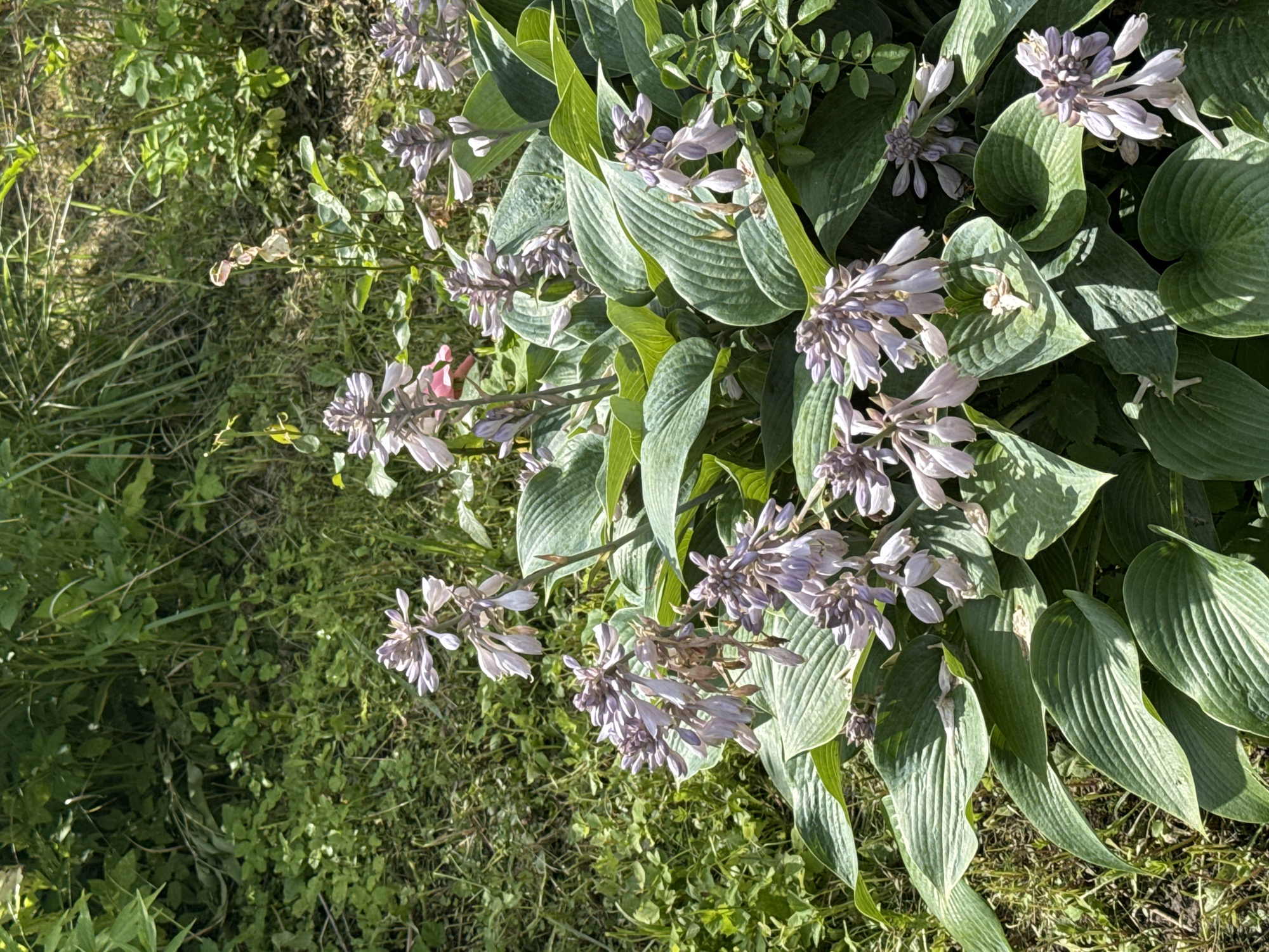 In a sun-dappled garden within the Красная Пресня Снт, Russia, a cluster of hosta plants with large, ribbed green leaves dominates the foreground. Several stalks of pale purple, bell-shaped flowers rise from the foliage, some in full bloom and others as developing buds. The surrounding environment is verdant, with a mix of grass and other green plants visible in the background. The lighting suggests it is daytime, with shadows cast by the sun. There are no people or animals present in the scene.