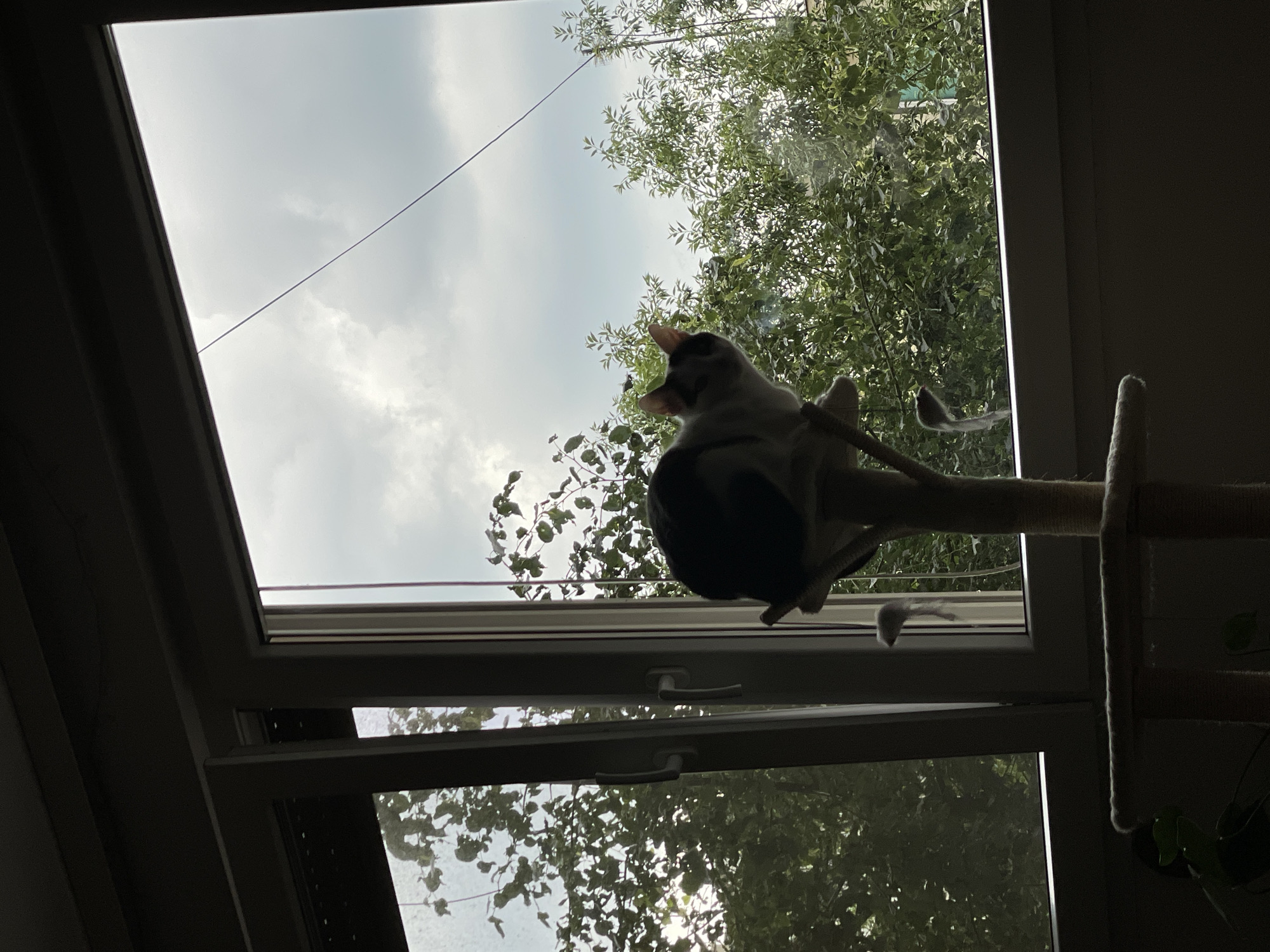 A cat sits on a cat tree in front of an open skylight window. The skylight reveals a view of a cloudy sky and a tree. The location is presumably in Belgrade, Serbia.