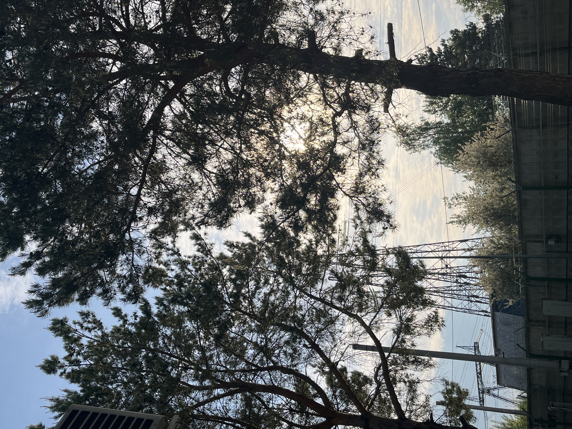 The image, taken in Chaikovsky, Russia, presents a view upwards through the dense canopy of pine trees towards a partly cloudy sky. The sun is visible filtering through the branches, creating a hazy, bright area. In the background, high-voltage power lines and a metal pylon structure are visible, indicating an urban environment. To the right, there is a section of what appears to be a building or fence. The trees are mostly silhouetted, with some details of needles and cones visible. A solar panel appears at the bottom left.