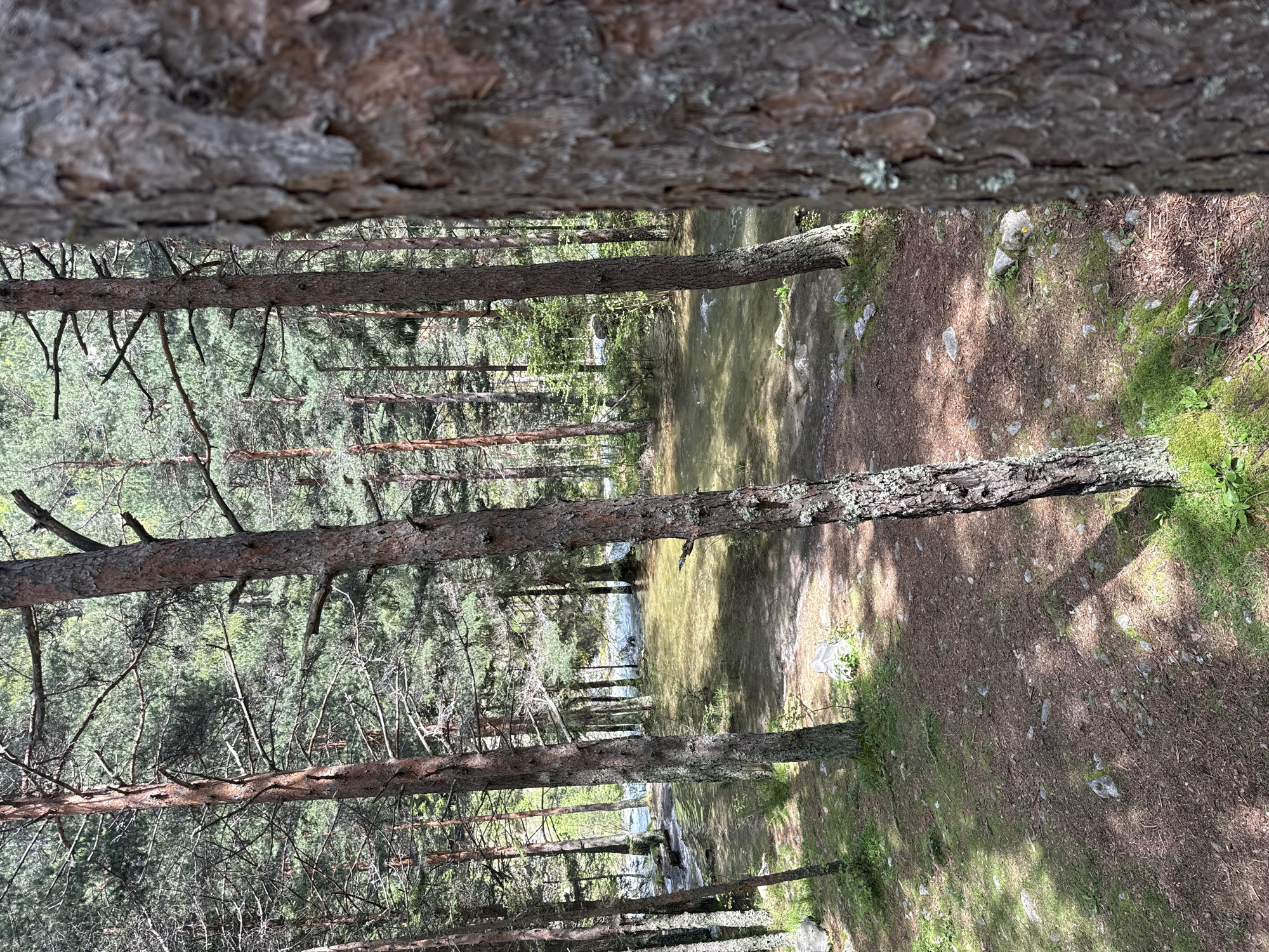 The image shows a forest scene in Beli Iskar, Bulgaria. The perspective is looking through two tree trunks in the foreground, with the forest visible in the background. A small stream or river flows through the center of the image. The forest floor is covered with pine needles, moss, and some rocks. Trees of varying sizes are visible, creating a layered depth of field. The light filters through the trees, creating shadows. No people are visible.