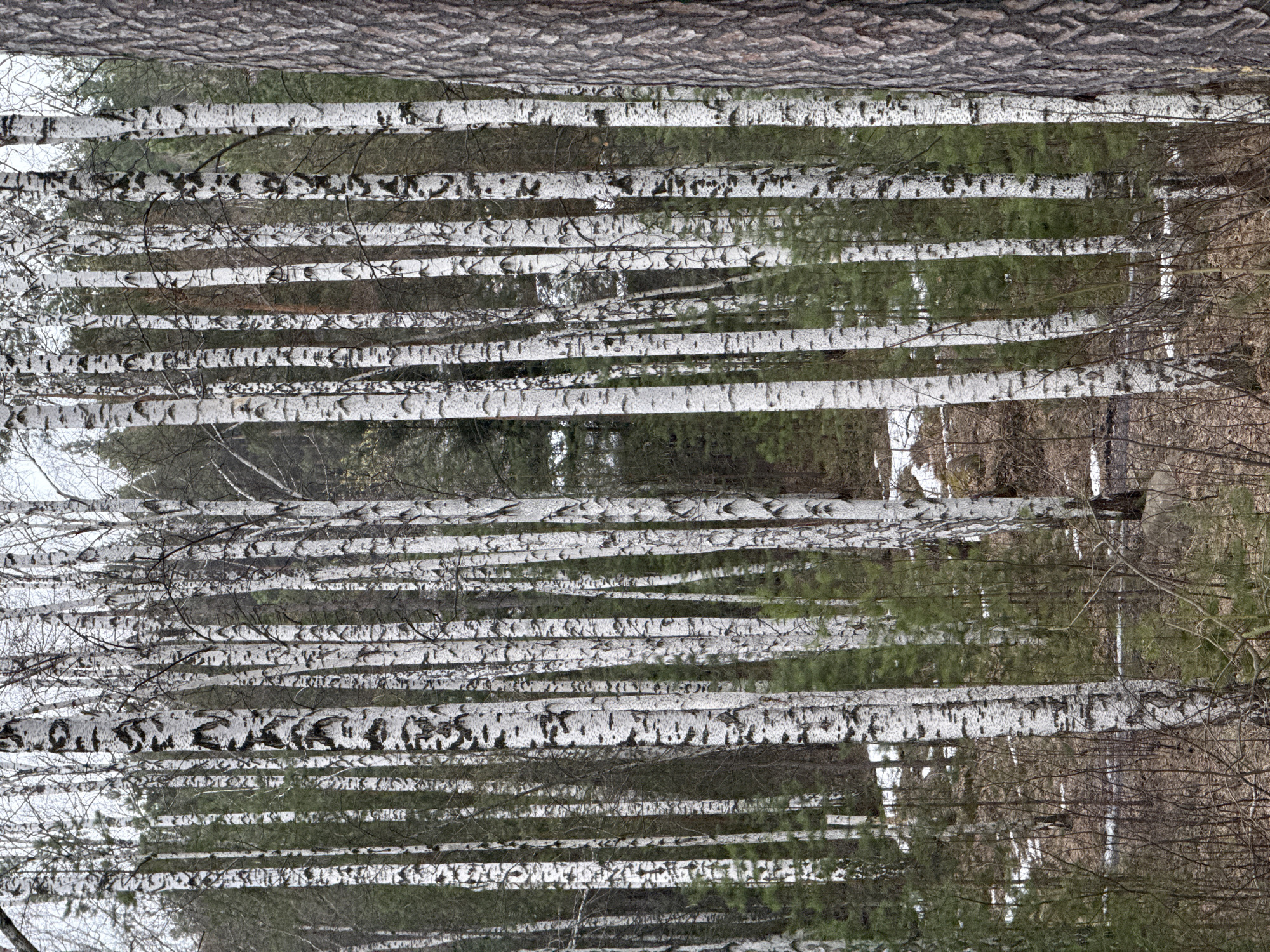 The image presents a stand of birch trees, characterized by their distinctive white bark with dark markings. The scene appears to be set in a wooded area, possibly a park or forest. Given the information, this may be a location in Yekaterinburg, Russia, but this is difficult to ascertain from the image alone. The picture's composition emphasizes the vertical lines of the tree trunks, creating a sense of depth and immersion within the forest. The trees are largely bare, suggesting it may be late autumn or winter. In the background, there are indications of other trees and foliage, further defining the forest setting. The overall impression is one of tranquility and natural beauty.