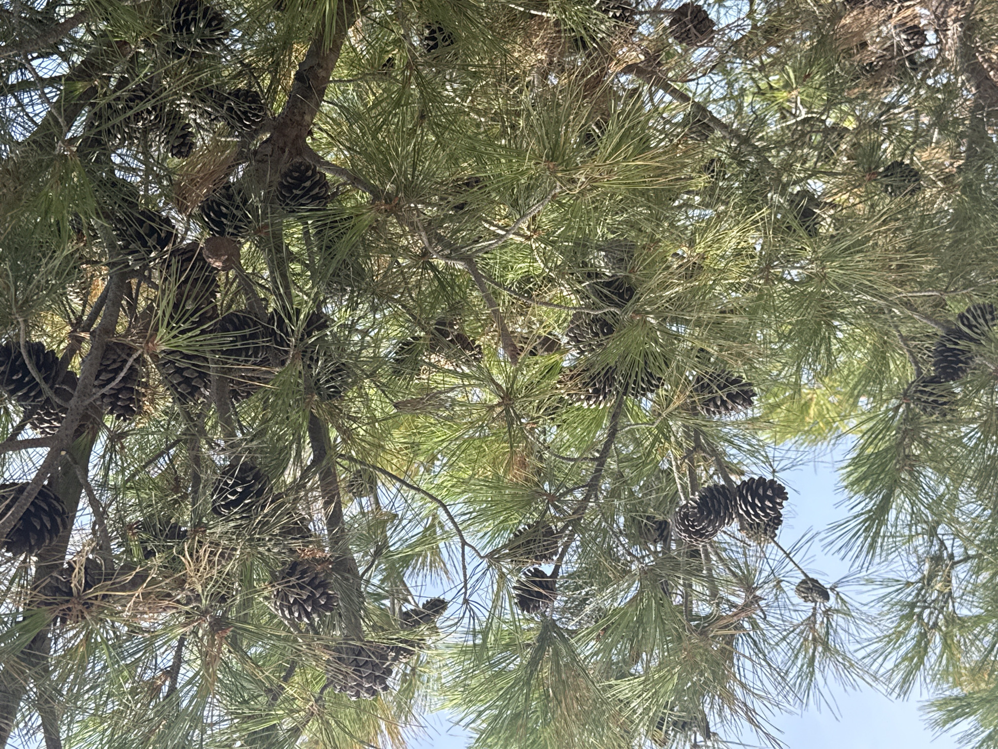 A close-up shot of pine trees and pinecones against a bright blue sky. The pine needles are long and green, while the pinecones are brown and textured. The image is taken from a low angle, looking up into the branches of the trees.
