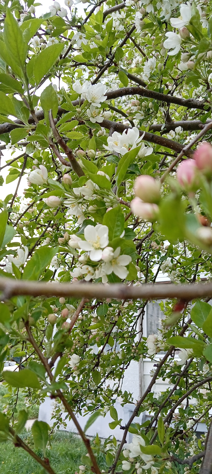 The image captures a close-up view of a blossoming apple tree. White and pink flowers are visible among green leaves and brown branches. In the background, a residential building with a white and light gray exterior is partially visible. The location is identified as the city of Chaikovsky, Russia. There are no people in the image.