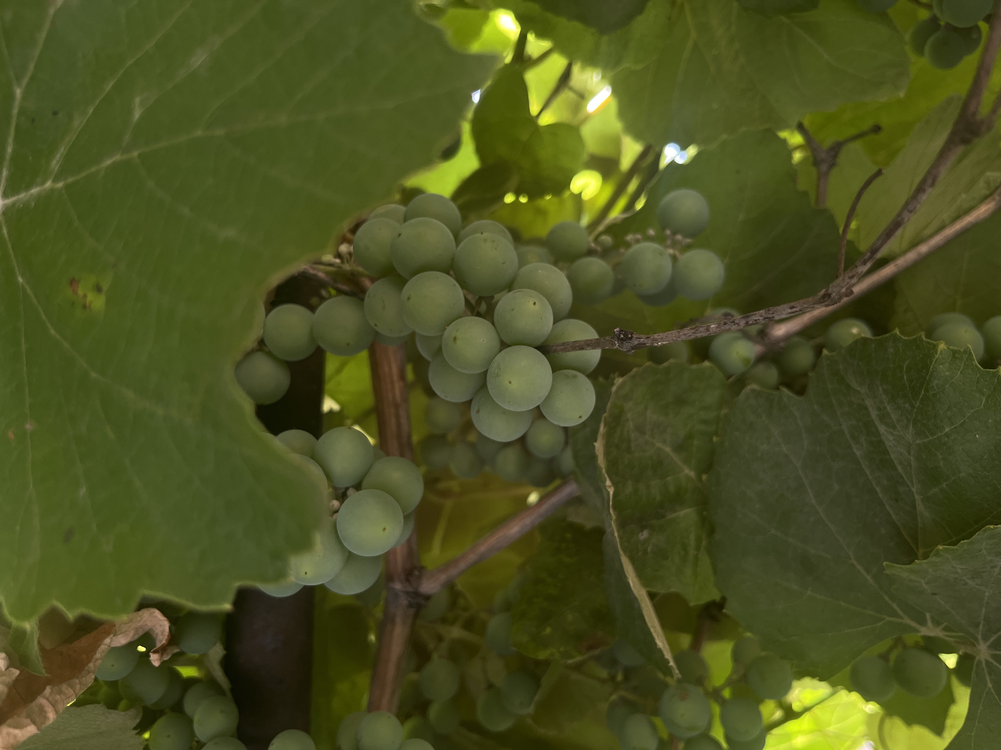 A close-up, overhead shot shows clusters of unripe green grapes hanging from a vine. Large, green leaves surround the grapes, some partially obscuring them, and a brown vine is visible. The scene is outdoors, suggesting a vineyard or garden setting in Preobragenskaya, Russia. The lighting indicates it is daytime, with sunlight filtering through the leaves.