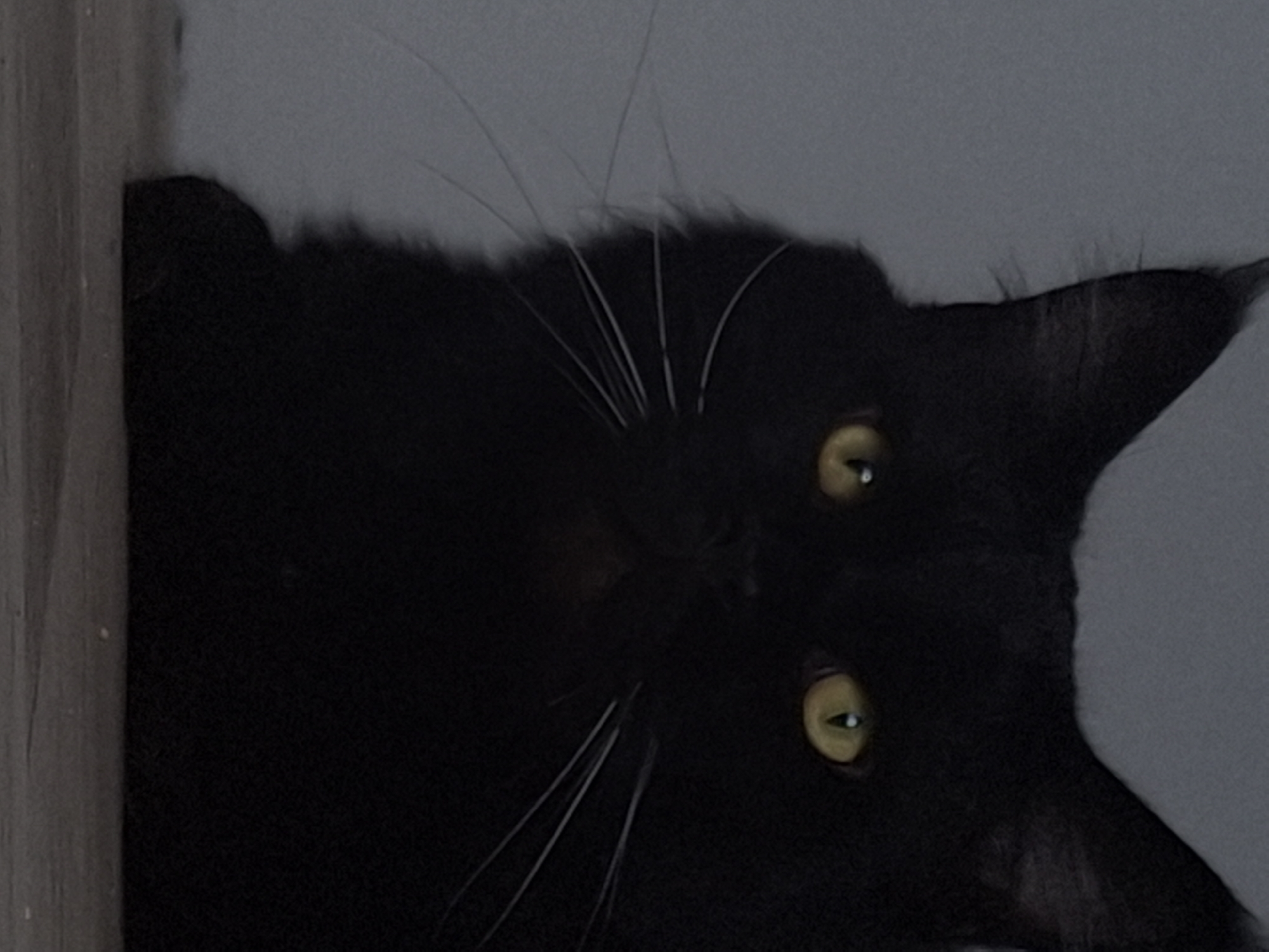 The image is a close-up, low-angle shot of a black cat with yellow eyes looking directly at the camera. The cat is positioned in the foreground, partially obscuring the background, which appears to be a light gray wall. The cat's fur is dark and appears somewhat fluffy. Its ears are pointed upwards, and its whiskers are visible fanning out from its muzzle. The lighting is dim, casting shadows and making the cat's eyes appear luminous. The cat is resting on a flat, textured surface, possibly a wooden floor or table, which is also in the foreground. No specific location in Novosibirsk, Russia, can be determined from the visual information provided in the image.