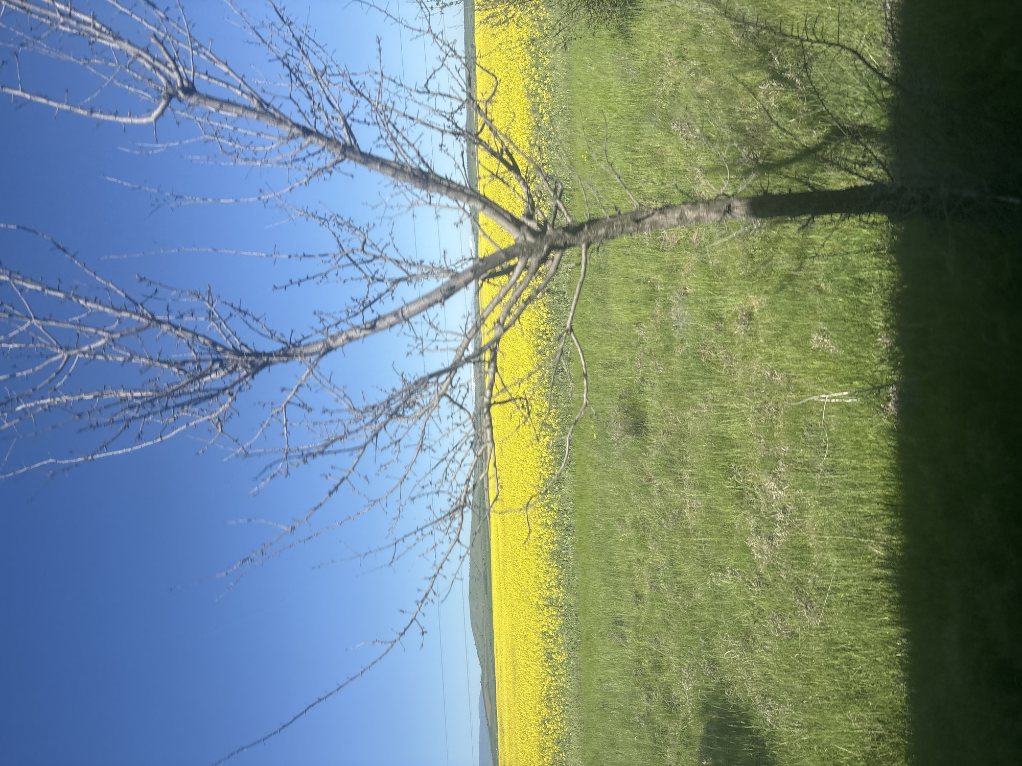The image shows a tree with bare branches against a bright blue sky, next to a field divided into yellow flowers and green grass. There are power lines in the distance. The location is Tsar Asen, Bulgaria.