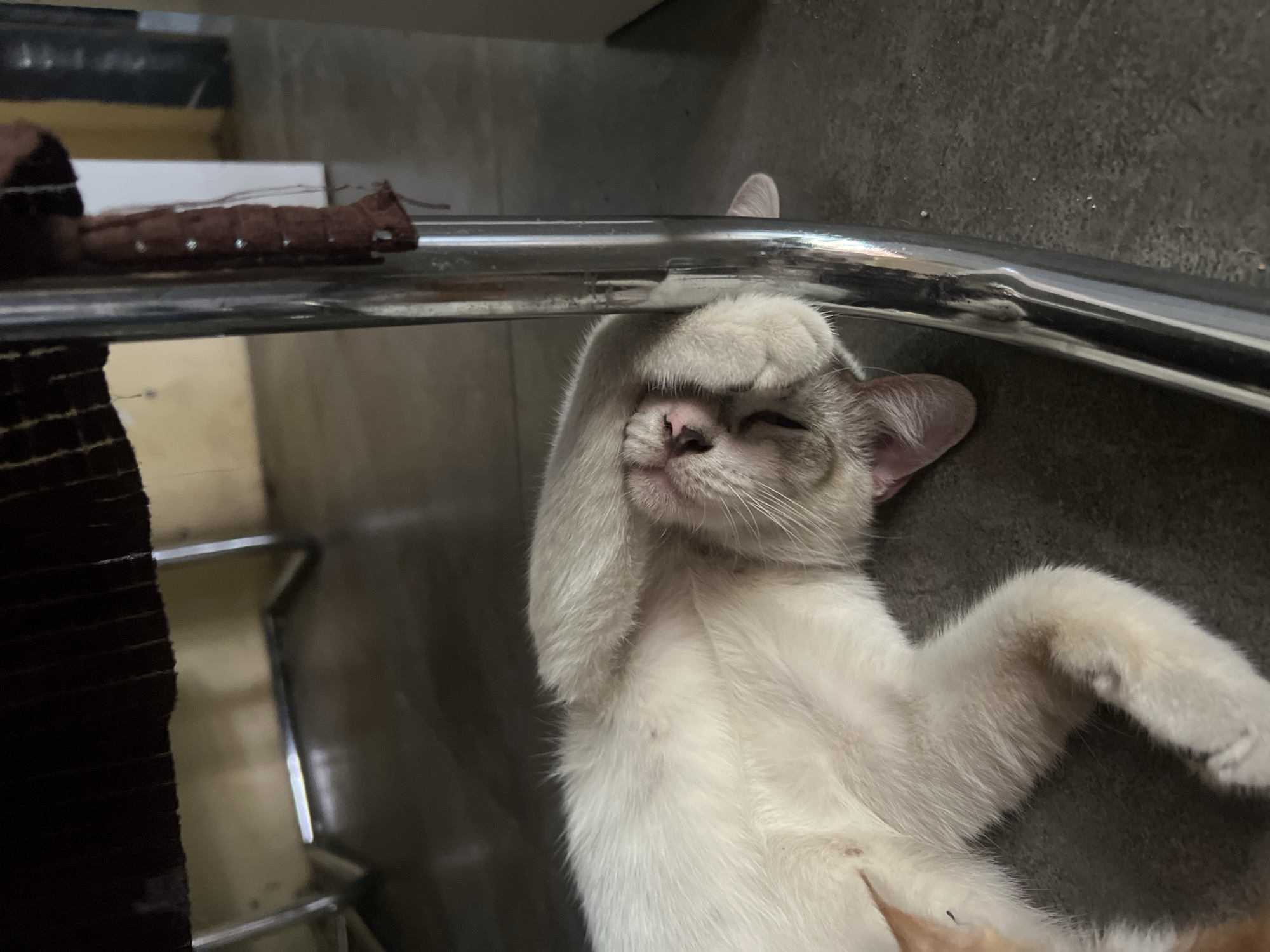 A light-colored cat is lying on its back on a dark gray floor. The cat's head is resting on its paws, with its eyes closed. A metal chair leg is positioned to the right of the cat, and a brown fabric material is draped over the chair's frame. The background consists of a wall and flooring, suggesting an indoor setting, possibly in Klapanunggal, Indonesia. The lighting is subdued.