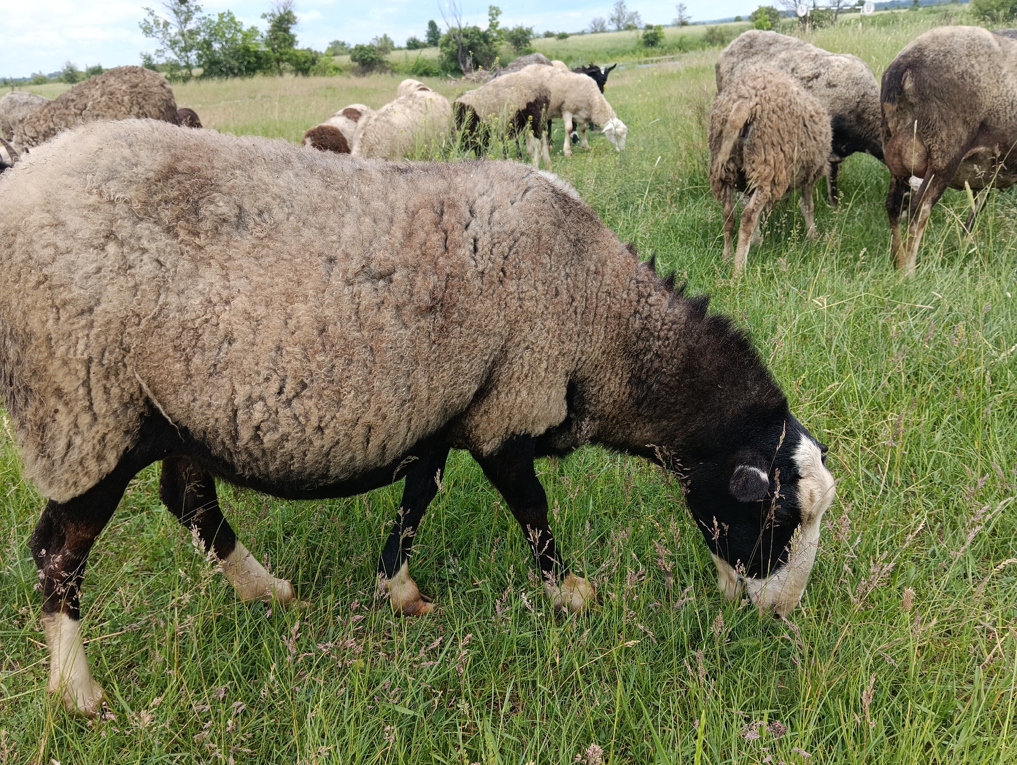 A flock of sheep grazes in a green, grassy field under a cloudy sky. In the foreground, a sheep with a black face and white markings is eating grass. Its wool is a light brown and cream color. In the middle ground and background, other sheep are scattered across the field, some facing away from the camera, others grazing. The landscape is rural, with trees and vegetation visible in the distance.
