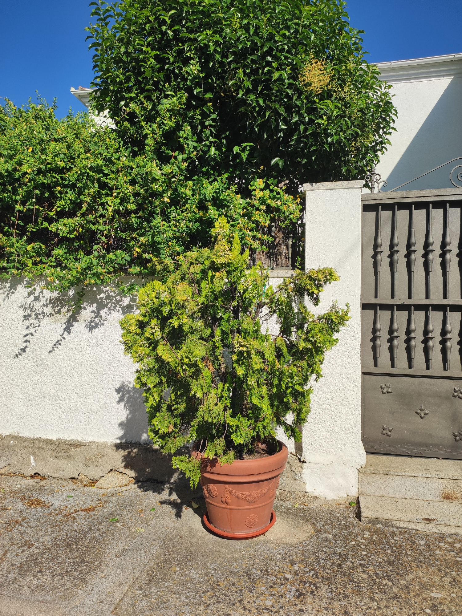 The image shows a potted conifer tree placed on a concrete sidewalk in front of a white stucco wall. To the right of the tree is a dark metal gate with ornate vertical bars and decorative elements at the bottom. Behind the conifer, a dense green hedge covers much of the wall. A larger, leafy tree with small yellow blossoms is visible behind the hedge, partially obscuring a white building with a white roofline. The scene appears to be in Ledrada, Spain, under a clear blue sky. The lighting suggests it is daytime, with shadows cast on the wall and sidewalk.
