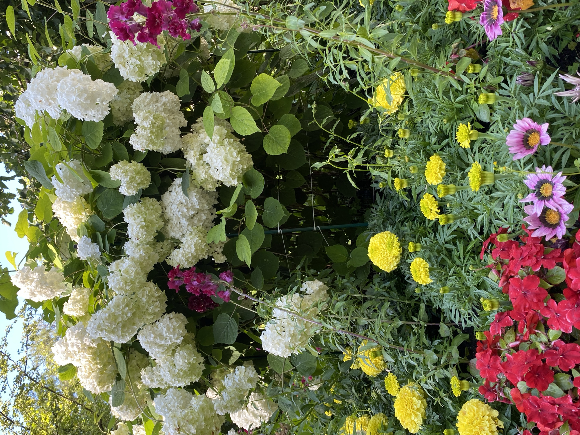 A vibrant flower garden is captured in full bloom. The foreground is filled with a profusion of red impatiens, interspersed with yellow marigolds and a few striking purple and pink gazanias. Behind this colorful carpet of smaller flowers, taller yellow marigolds and green foliage create a lush backdrop. Dominating the upper portion of the image is a large shrub adorned with numerous clusters of fluffy white hydrangea blooms. A few spires of dark pink snapdragons add a touch of contrasting color to the white hydrangeas. The garden appears to be well-maintained, with stakes visible supporting some of the taller plants. The scene is bathed in natural sunlight, creating dappled shadows and highlighting the textures of the petals and leaves. The location is the Catherine Park in Pushkin, Russia, a place renowned for its exquisite landscaping and historical significance. There are no people or animals visible in the image.