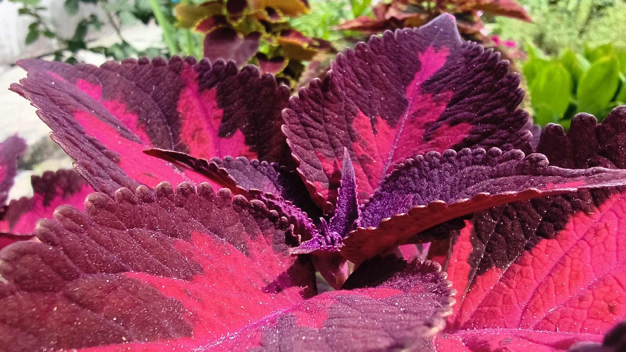 A close-up shot focuses on the vibrant, serrated leaves of a coleus plant. The leaves display a striking gradient of deep magenta and bright pink, with darker maroon or purple edges. The textured surface of the leaves is dotted with tiny, light-colored particles, possibly dew or dust. In the background, other blurred foliage in shades of green and yellow is visible, suggesting an outdoor garden setting. The lighting indicates it is daytime, with sunlight highlighting the colors and textures of the leaves. The image does not contain any people or specific landmarks to pinpoint a location within Mikhaylovka, Russia.