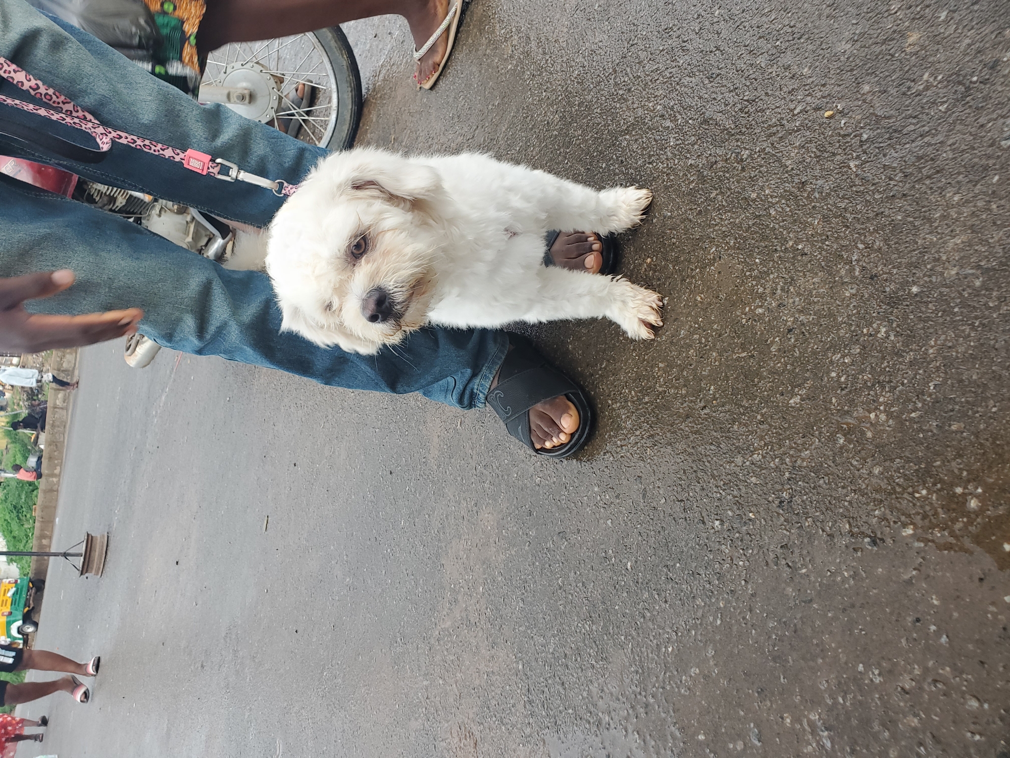 A small white dog is being held by a person wearing blue jeans and black sandals. The dog has shaggy fur and appears to be looking towards the camera. A pink and black leopard-print leash is attached to the dog's collar and held by the person. The person's legs are bent, and the dog is resting on their lap.
The setting is outdoors on a wet, paved surface, likely a road or sidewalk, with visible puddles indicating recent rain. In the background, a motorcycle wheel is visible, suggesting a roadside scene. Further in the background, blurred figures of people and what appears to be a small market stall or vendor setup can be seen, along with a yellow and green vehicle that resembles a "keke" (a type of motorized tricycle commonly used for public transport in Nigeria). The overall impression is of a busy street in Gwong, Nigeria, possibly during or after a period of rain. The weather appears overcast, and the time of day is difficult to determine definitively but suggests daylight. No specific emotions are conveyed by the subjects in this close-up view. No visible text is discernible in the image.